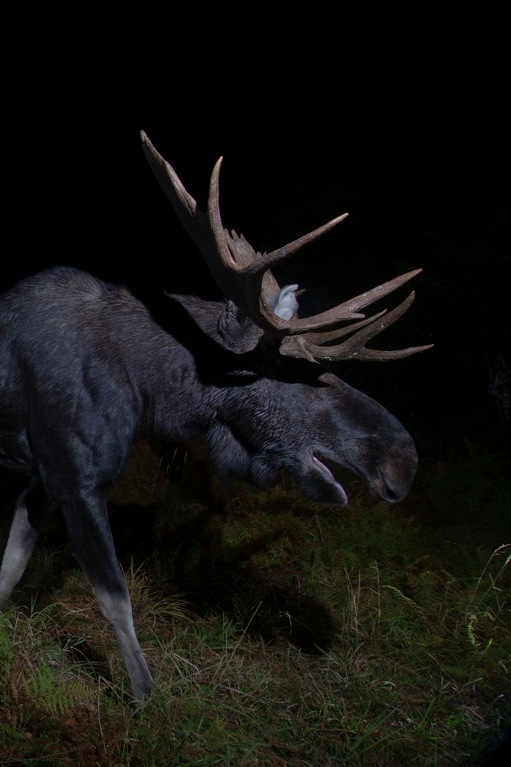 A bull moose lowers its massive antlered head to graze on ground vegetation in a dark nighttime field.