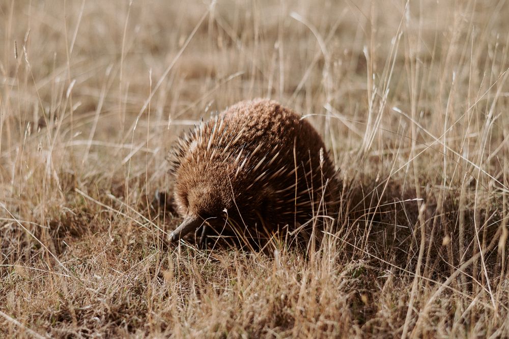 an echidna at Cradle Mountain accommodation shoot in Sheffield, Tasmania by air bnb photographer Joss Jensen Photography