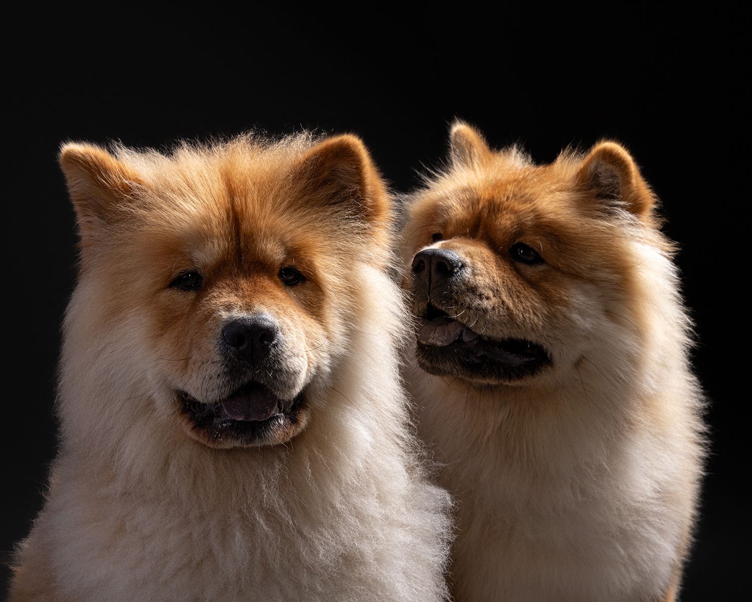 Two fluffy Chow Chow dogs with golden-red fur posing together against a dark black studio background.