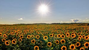 A vast sunflower field in full bloom under a bright shining sun with blue skies and scattered clouds.