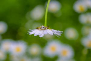 A gold diamond engagement ring resting on a delicate white daisy flower with a blurred green garden background.
