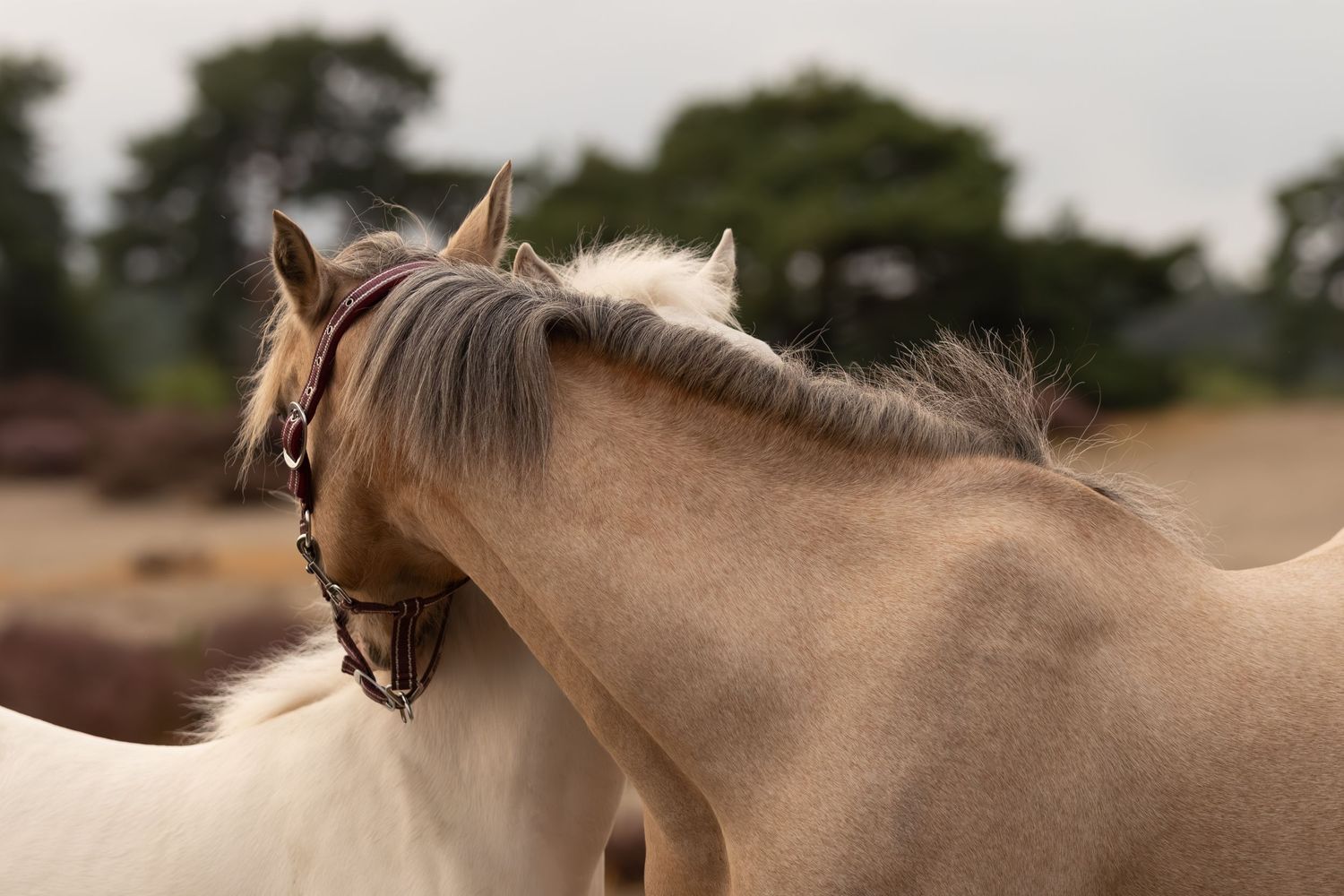 Twee lichte ponys die elkaar kriebelen.