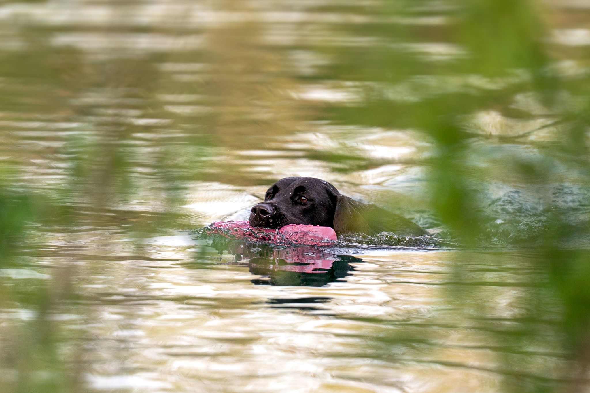 A black Labrador swims through golden-reflective water with a pink training dummy in its mouth.