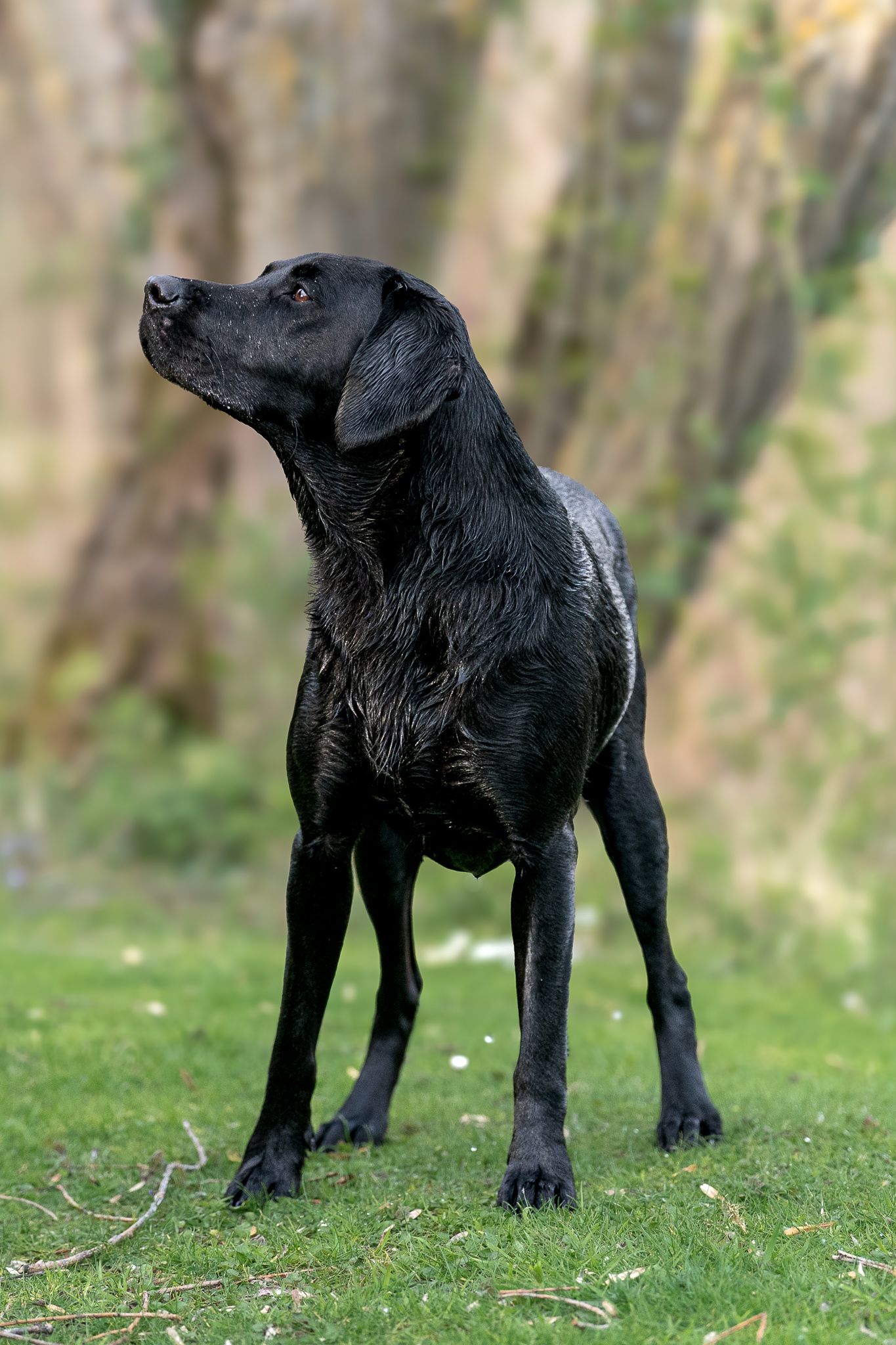 A wet black Labrador stands alert on grass after completing a water retrieve exercise.