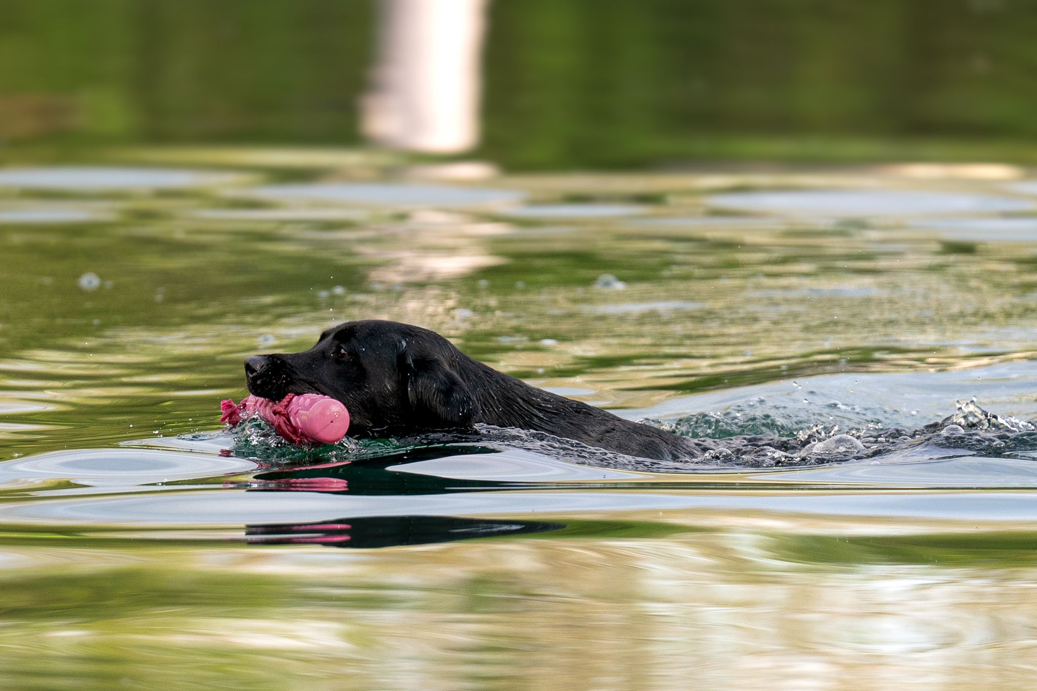 A black Labrador retriever swims across a calm lake carrying a pink training dummy.