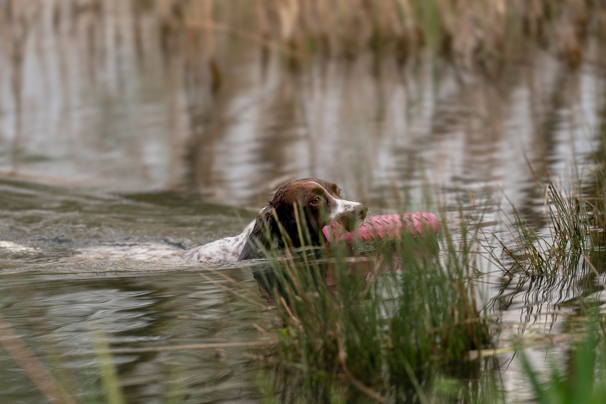 A spaniel swims through reedy water carrying a pink training dummy during a retrieve.