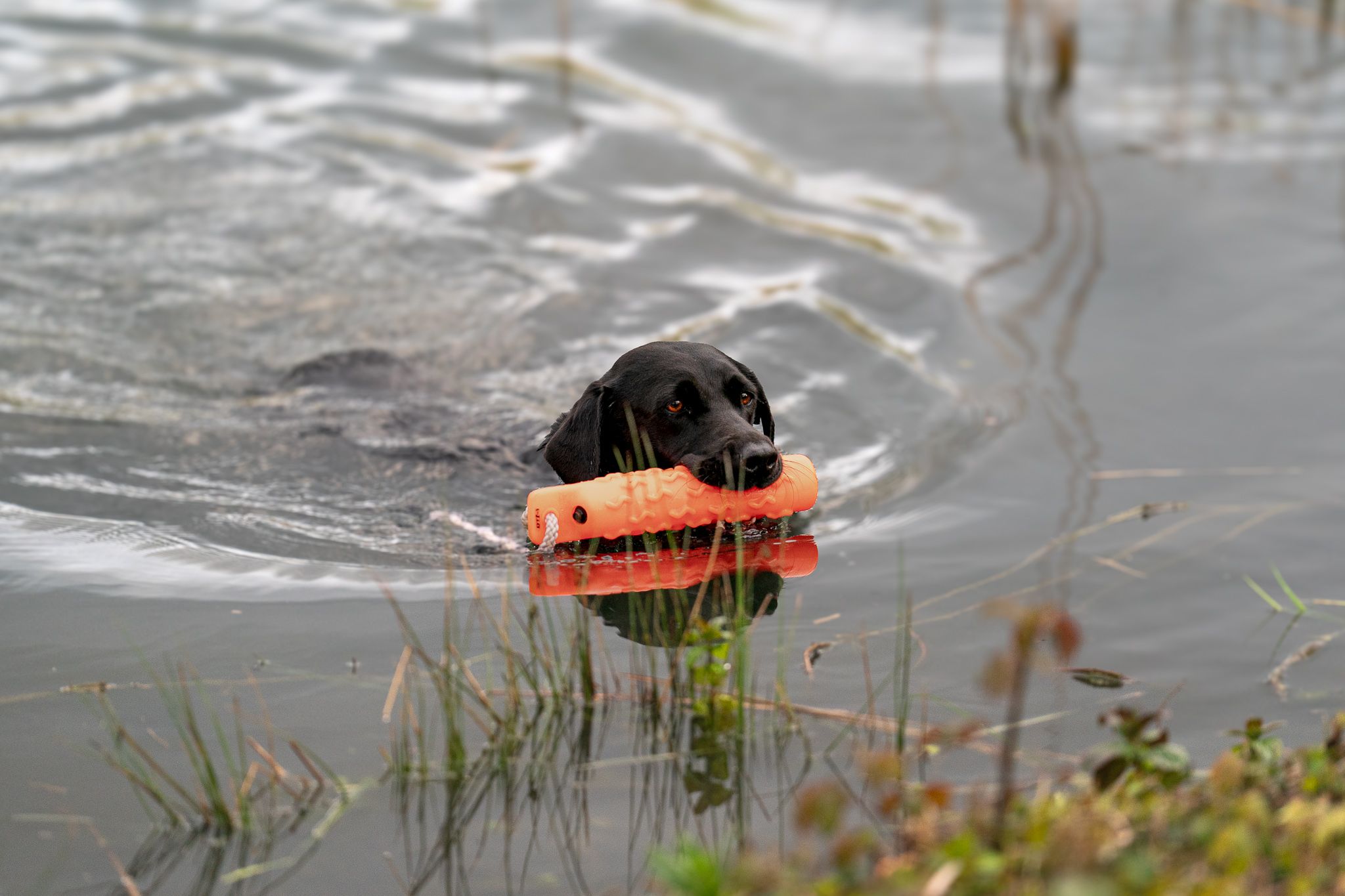 A black Labrador swims through water retrieving an orange dummy during gundog training.