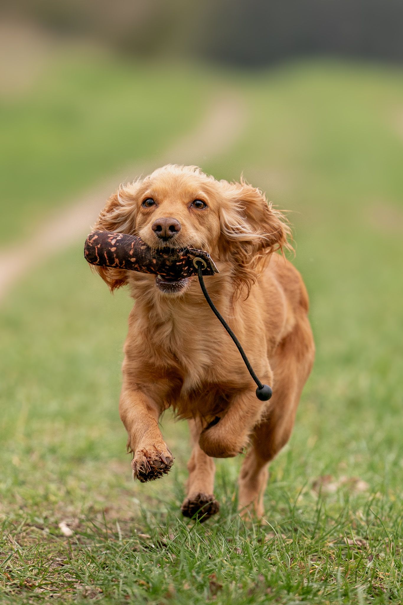 Golden Cocker Spaniel running energetically across grass carrying a training dummy in its mouth.