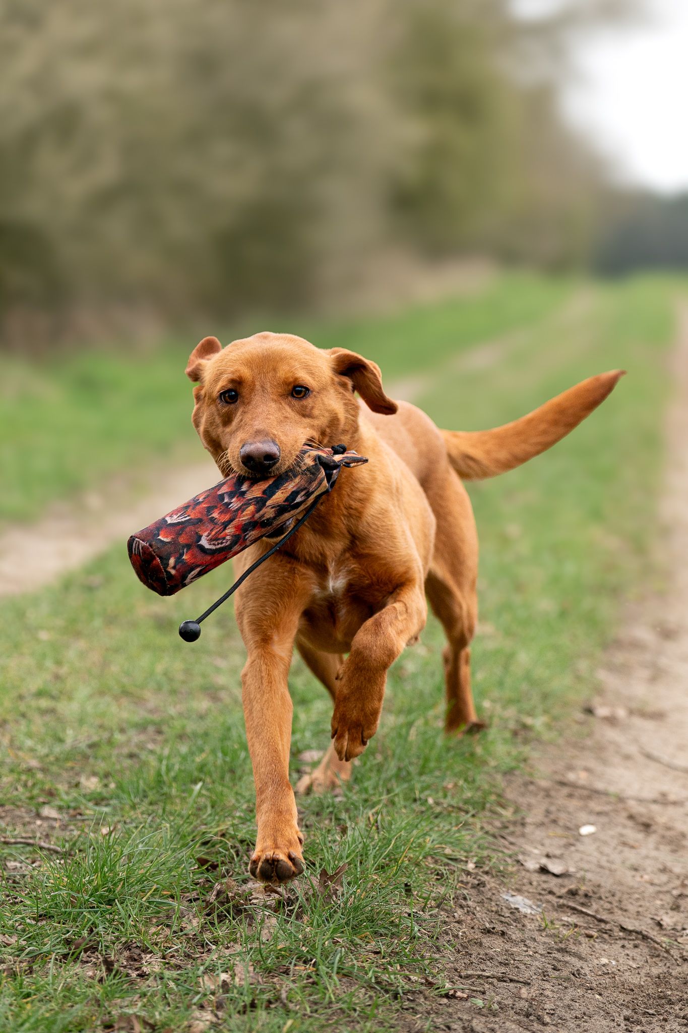 Fox Red Labrador Retriever running on dirt path carrying colorful training dummy in its mouth.
