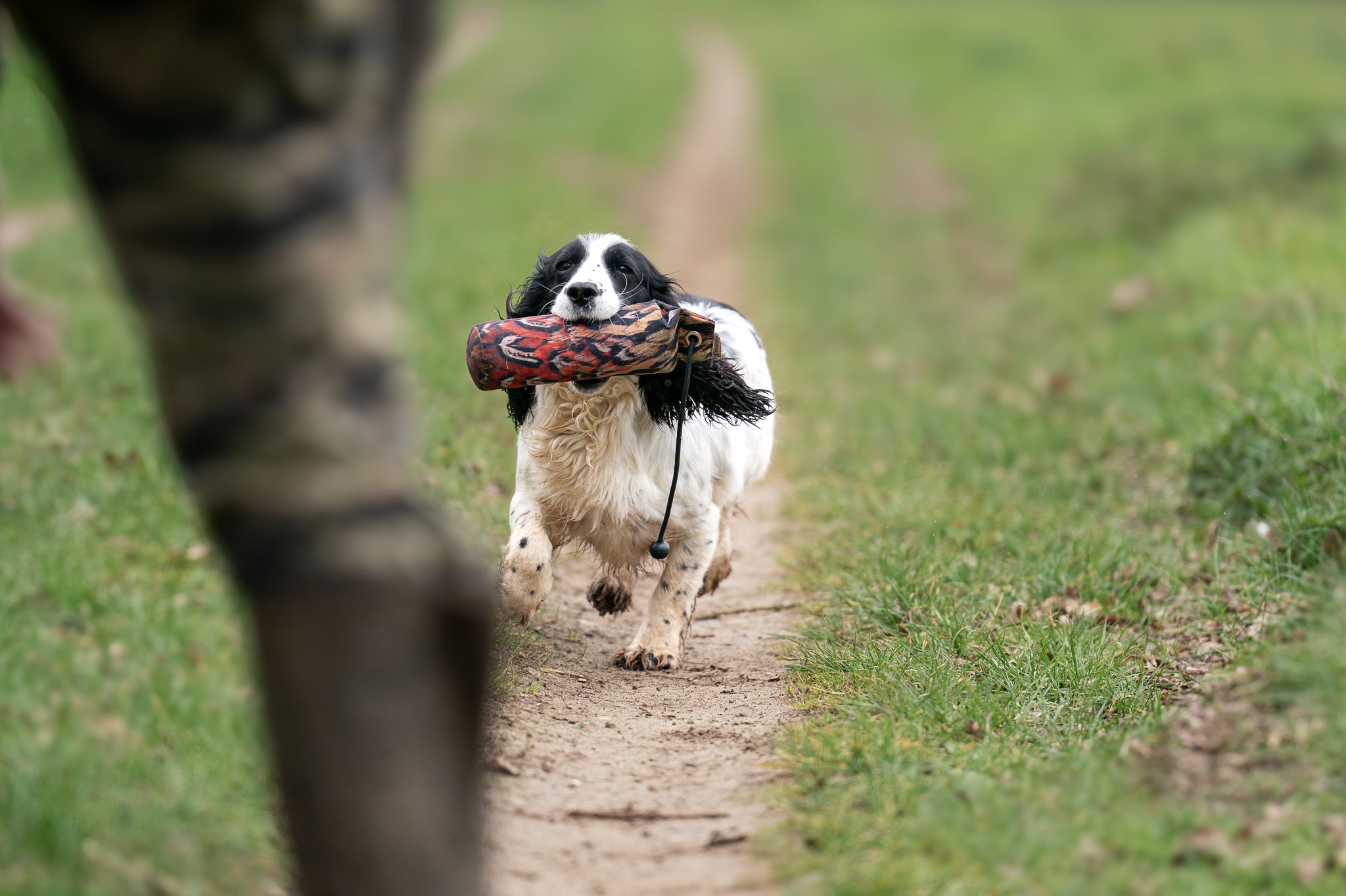 Black and white Spaniel retrieving training dummy while running toward handler on field path.