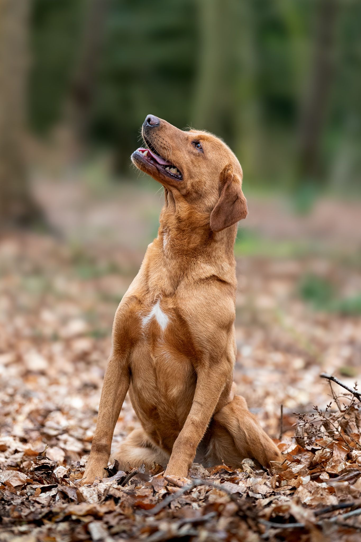 Fox Red Labrador Retriever sitting attentively among autumn leaves in woodland forest setting.