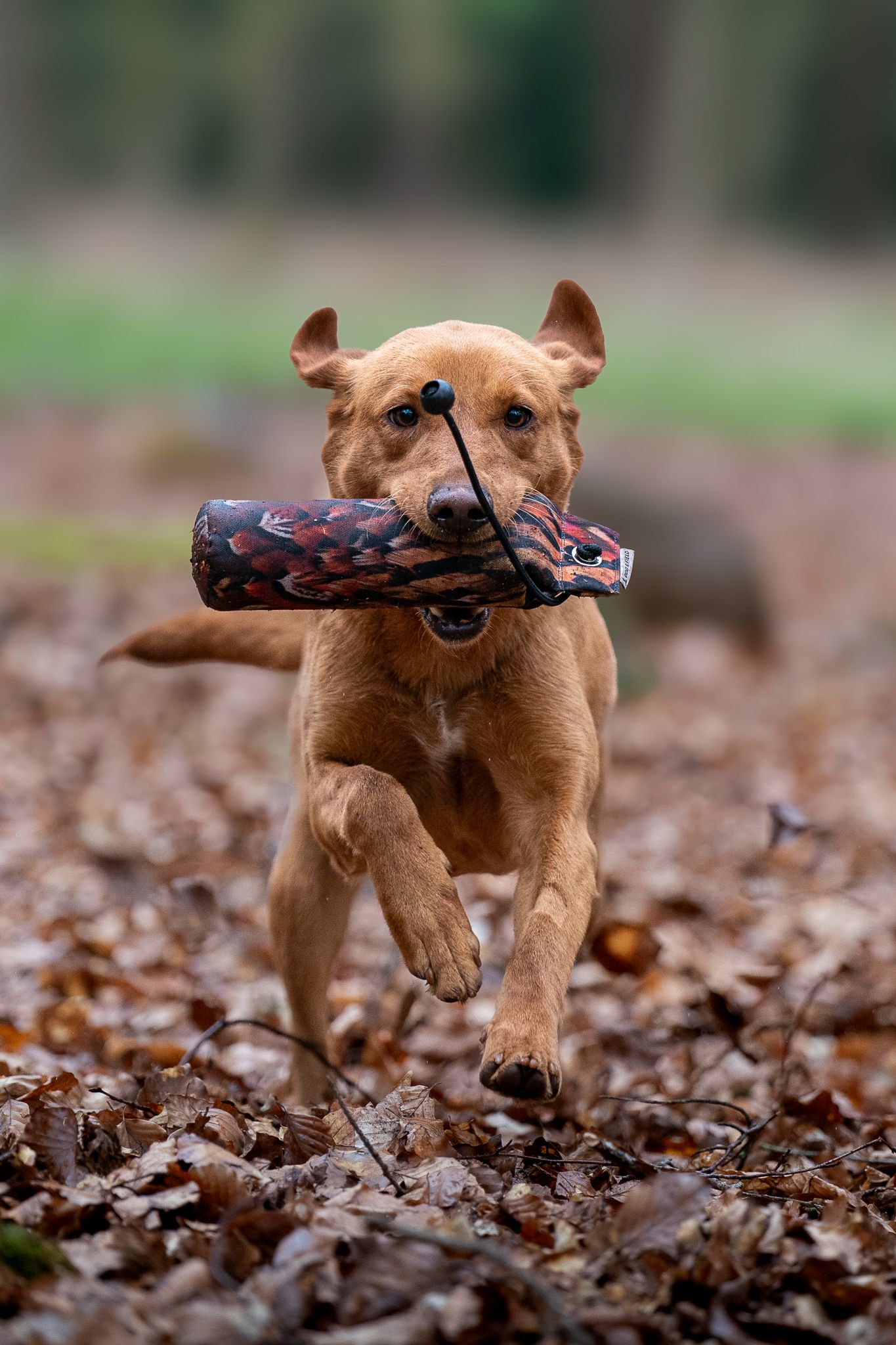 Labrador retriever running through autumn leaves carrying a training dummy in its mouth.