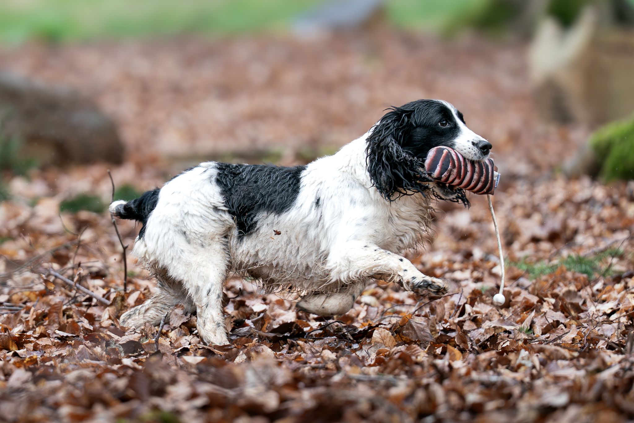 Black and white Spaniel running through fallen autumn leaves carrying a training dummy.
