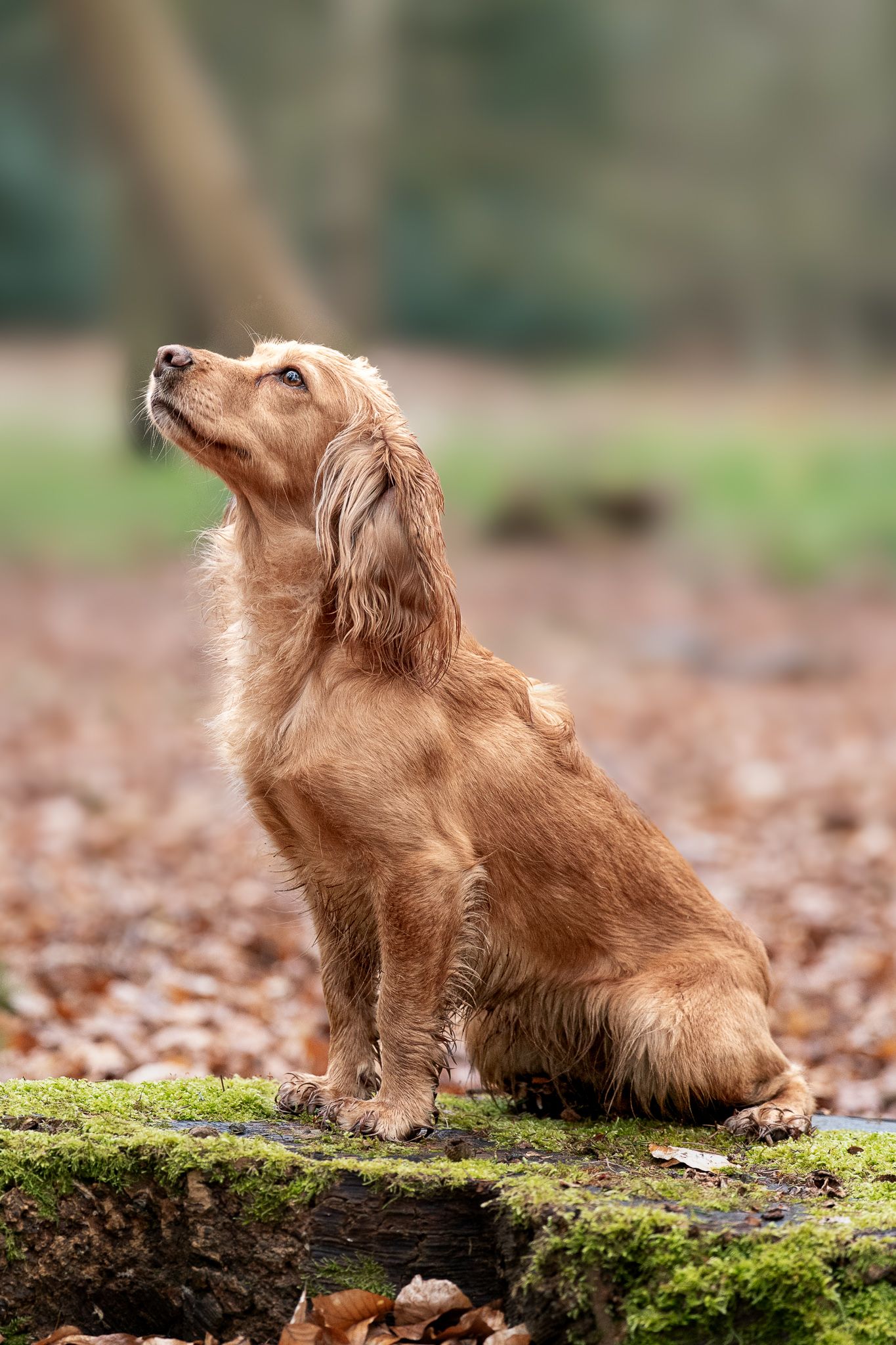 Golden Cocker Spaniel sitting on a mossy log in a woodland setting, looking upward attentively.