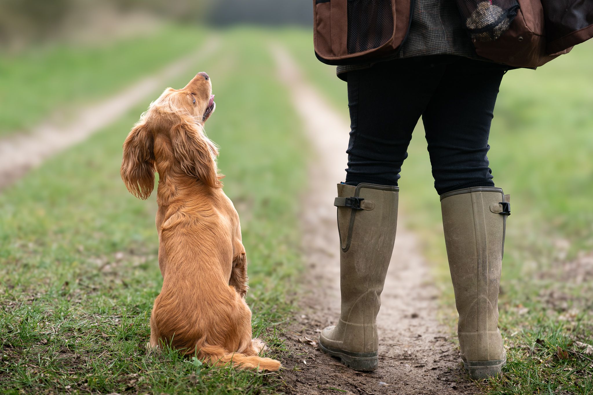 Golden Cocker Spaniel puppy sitting obediently beside trainer in rubber boots on rural dirt path.
