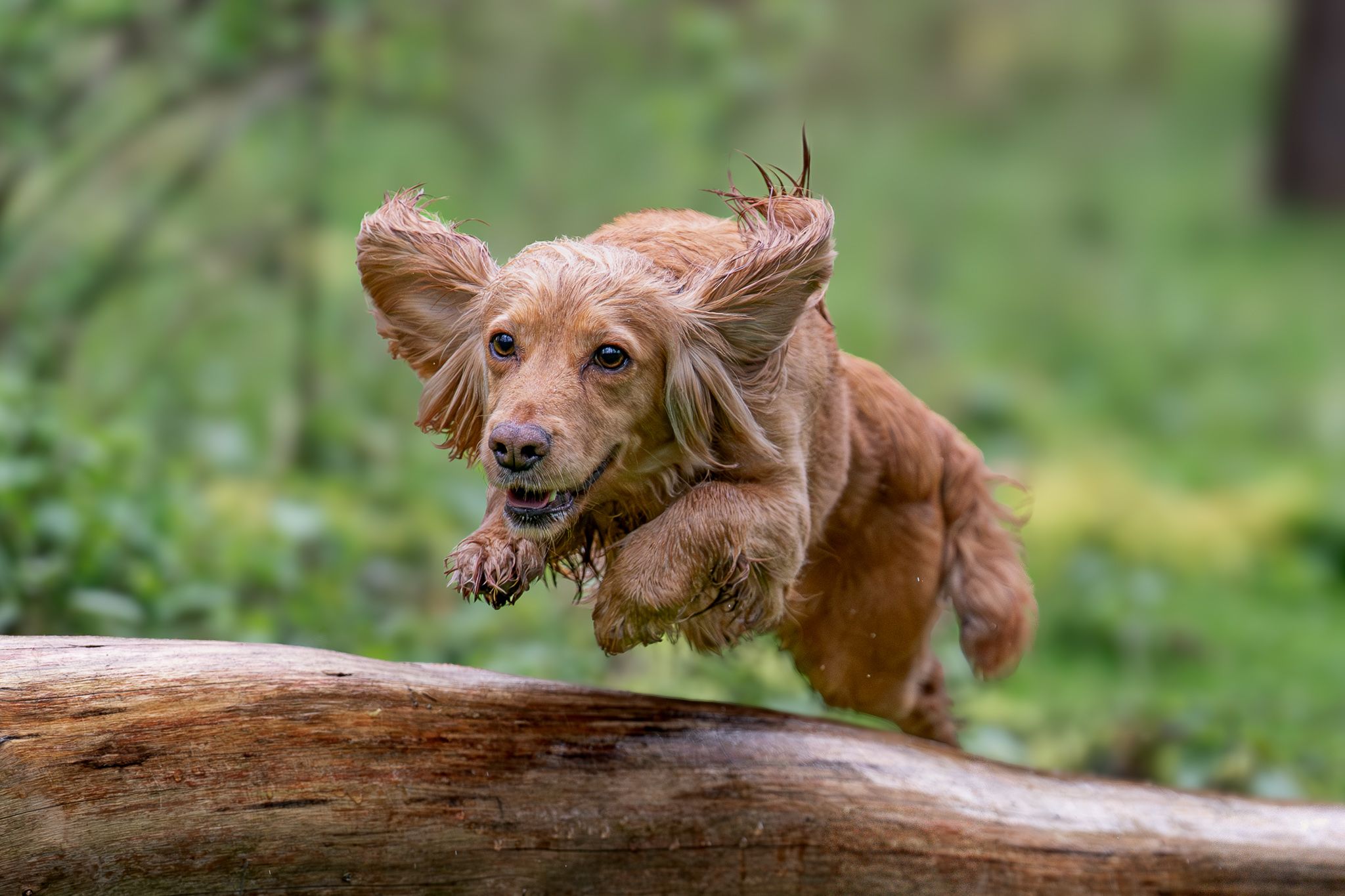 Golden Cocker Spaniel leaping over a fallen log in a green forest, ears flying mid-jump.