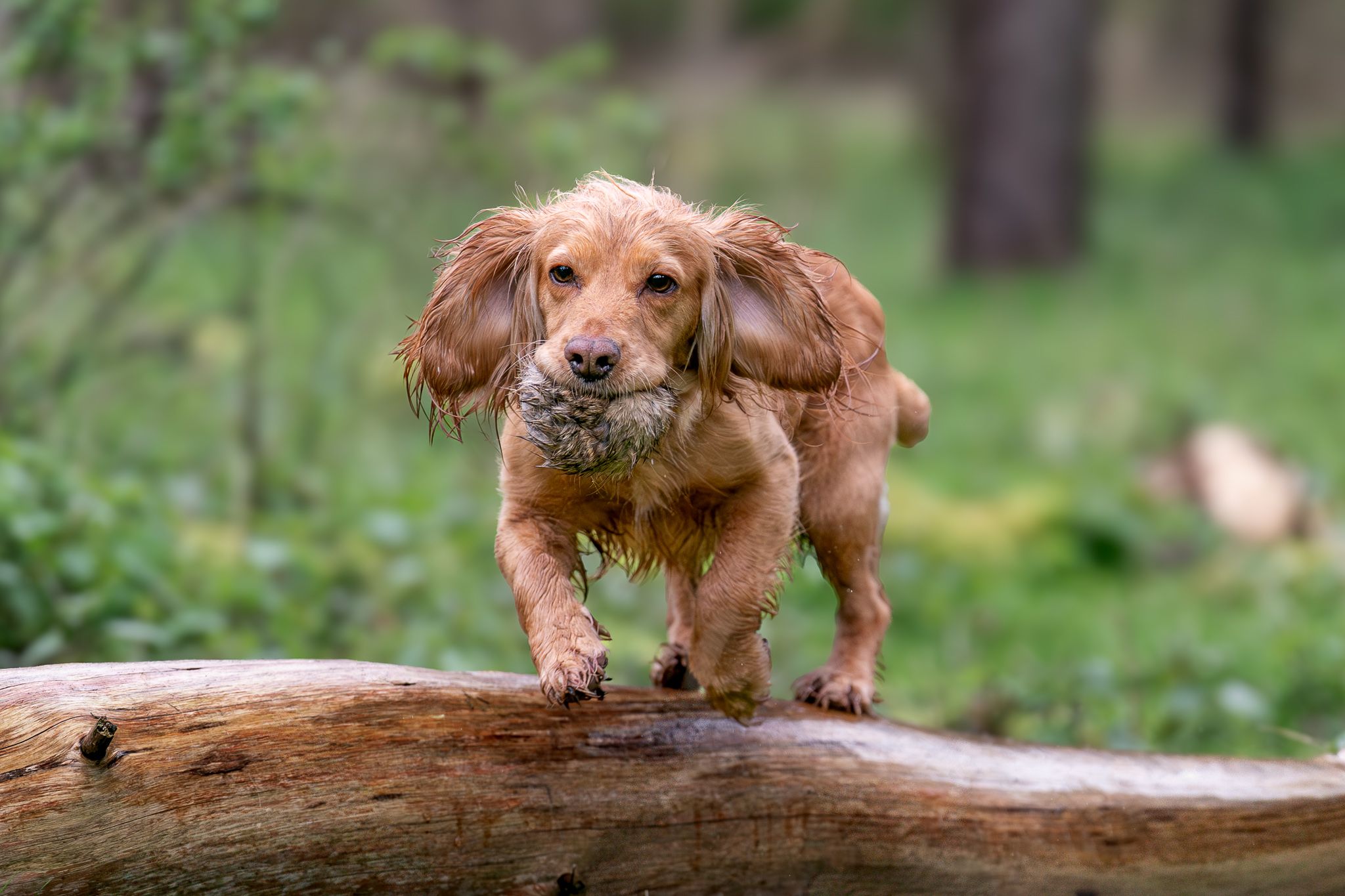 Wet golden Cocker Spaniel balancing on a fallen log in a woodland, carrying a retrieve dummy.