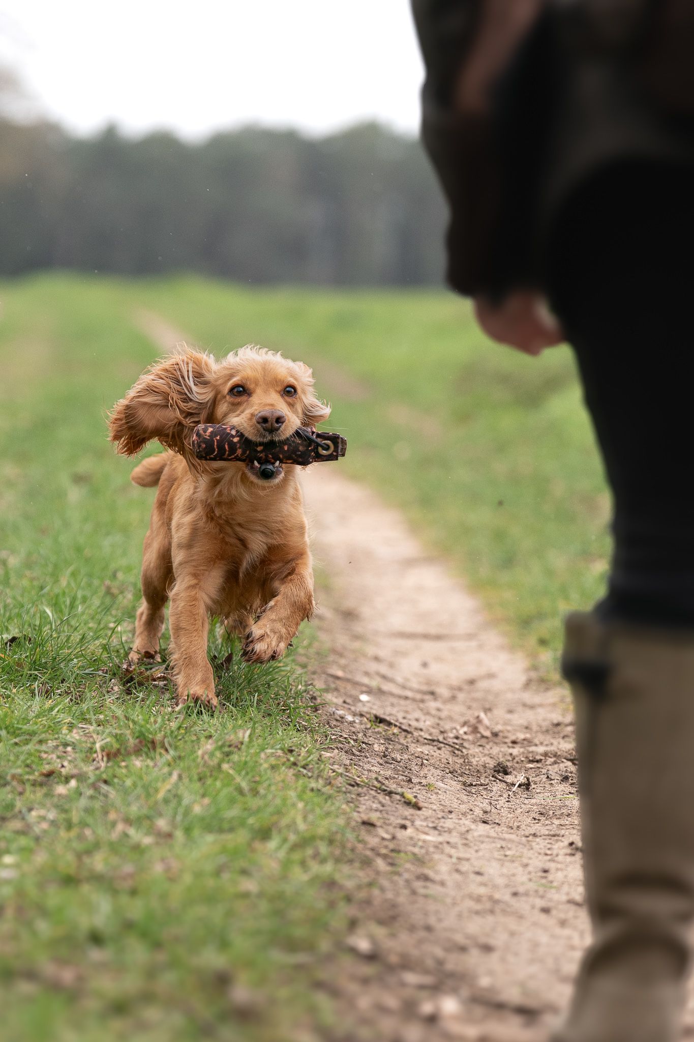 Golden Cocker Spaniel puppy retrieving training dummy while running toward handler on grassy path.