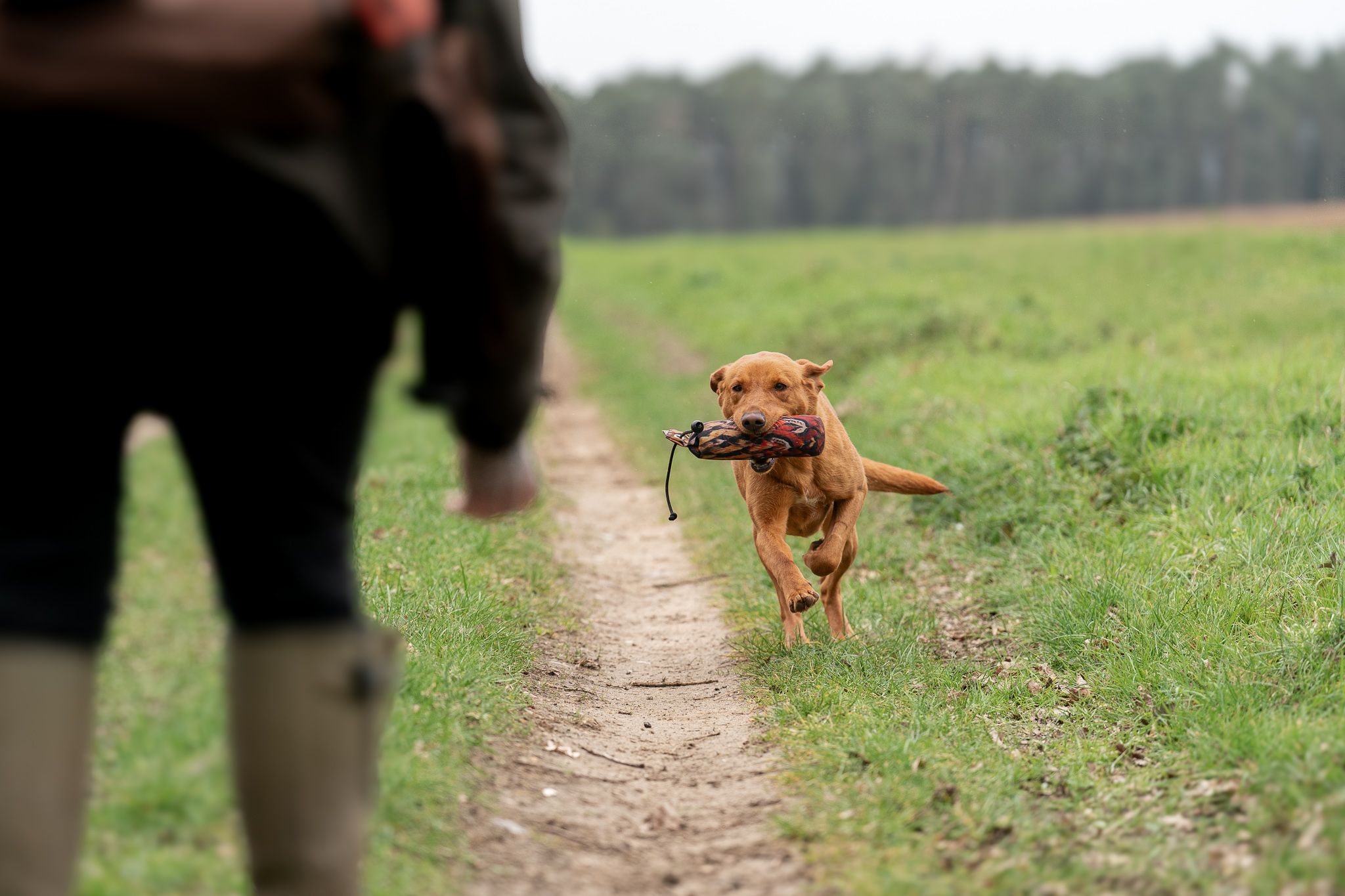 Fox Red Labrador retrieving training dummy while running toward handler on grassy countryside path.