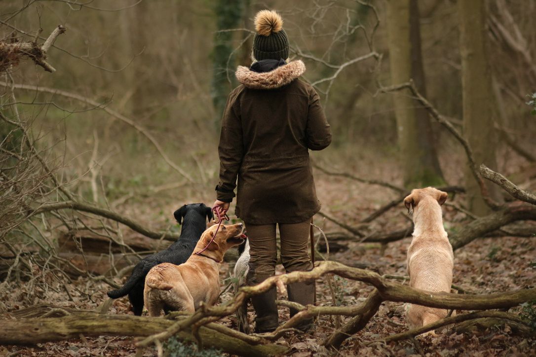 A person standing in a forest with dogs beside a fallen tree on a winter day.