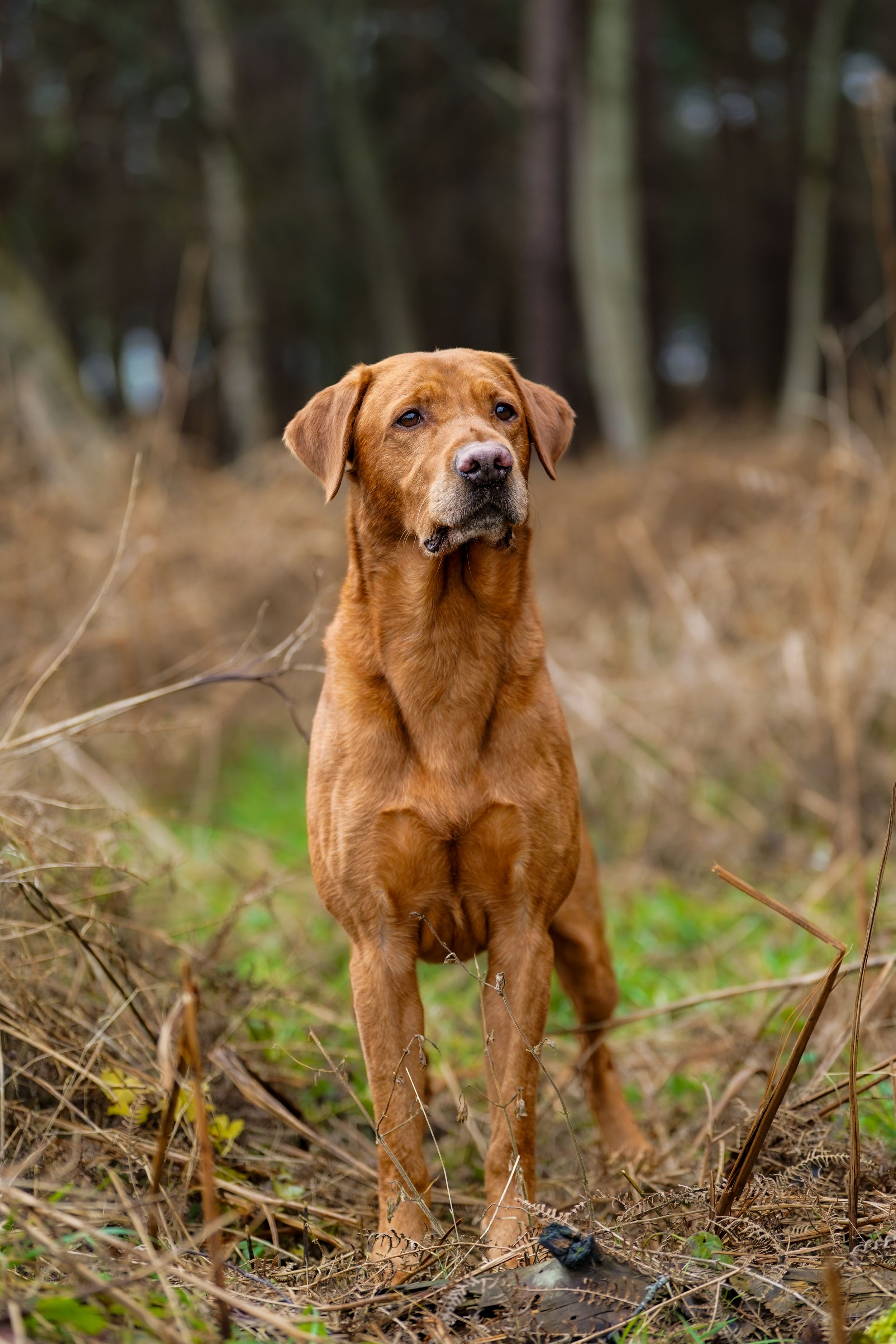 A fox red Labrador retriever stands alert in a dry woodland forest setting.