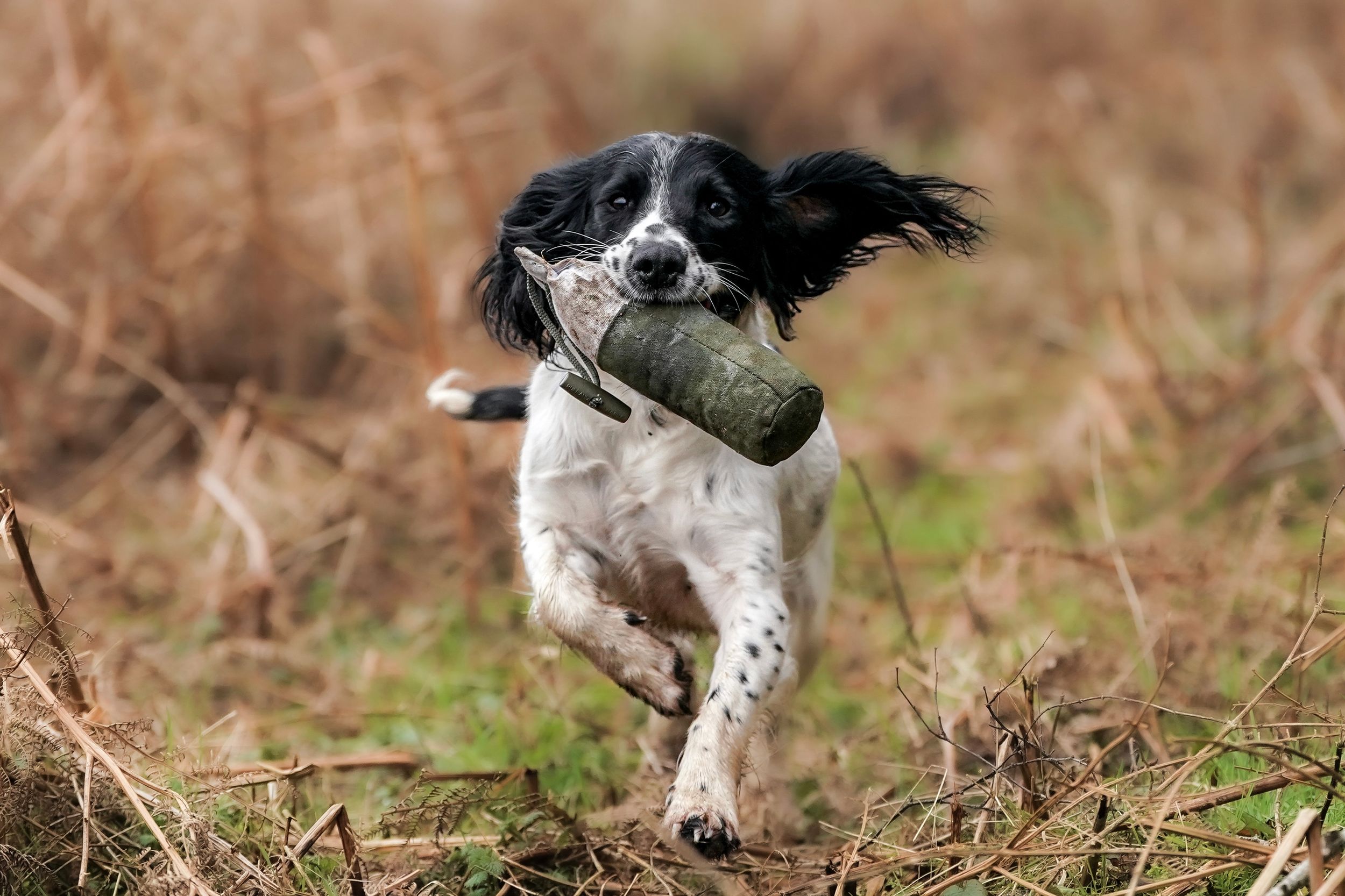 Black and white Springer Spaniel running through a field carrying a green training dummy.