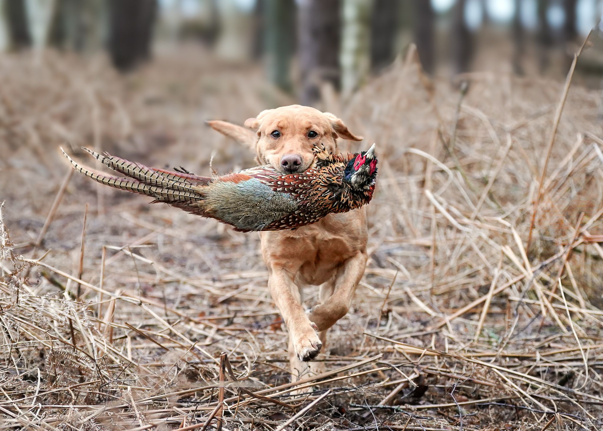 Labrador dog running through woods carrying a pheasant in its mouth.
