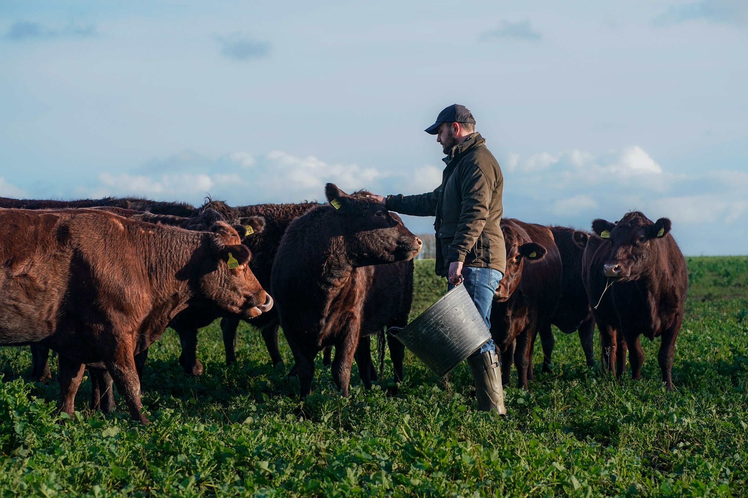 A farmer feeds a bucket of feed to a herd of brown cattle in a green field.