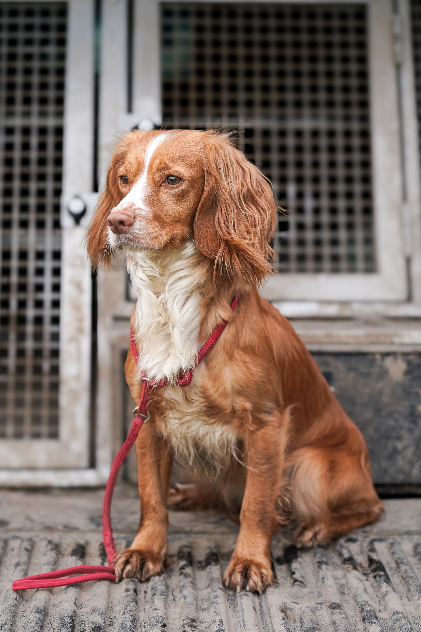 Golden Cocker Spaniel sitting on a truck bed wearing a red lead near a dog crate.