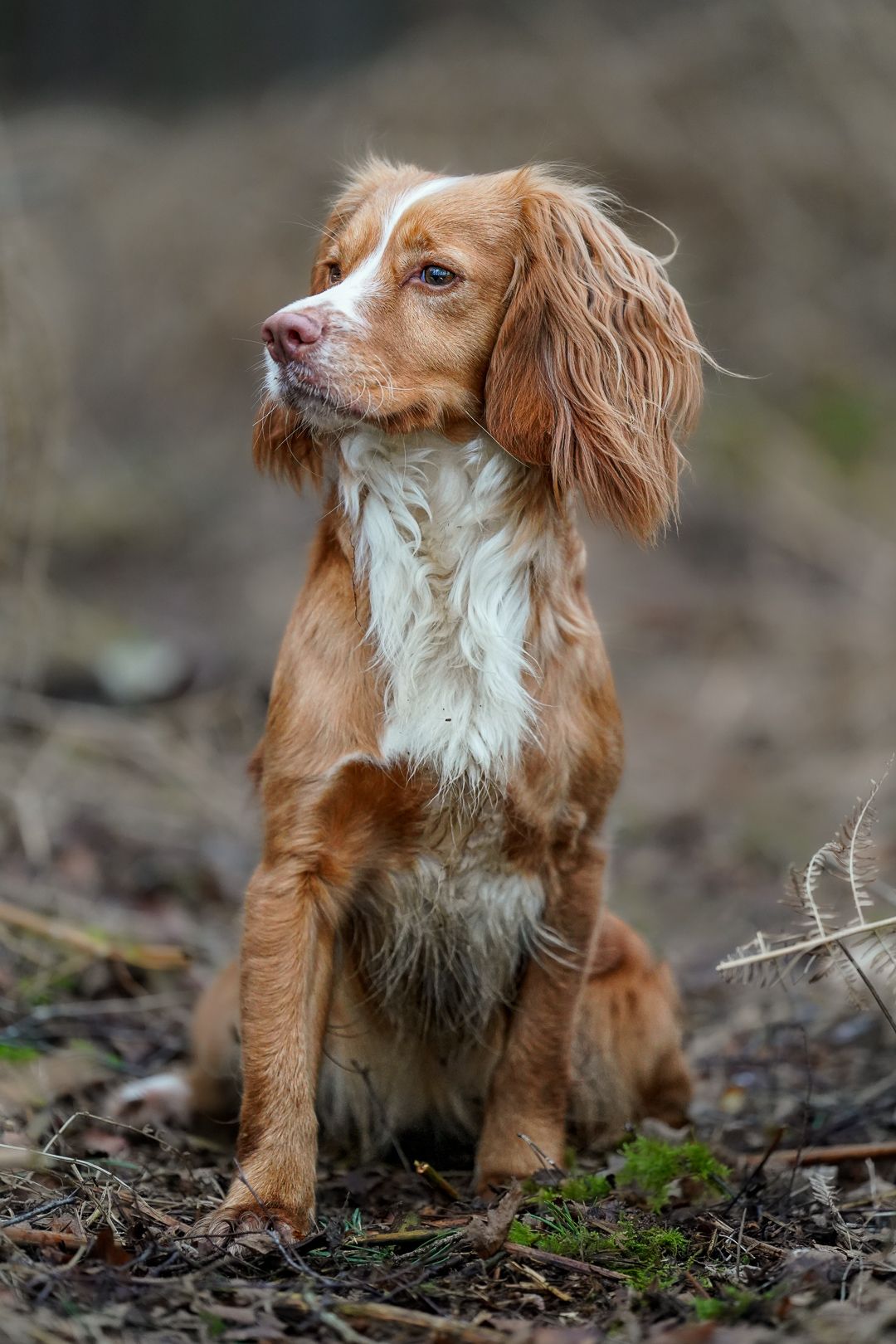 Golden and white Cocker Spaniel sitting attentively on forest floor looking to the side.