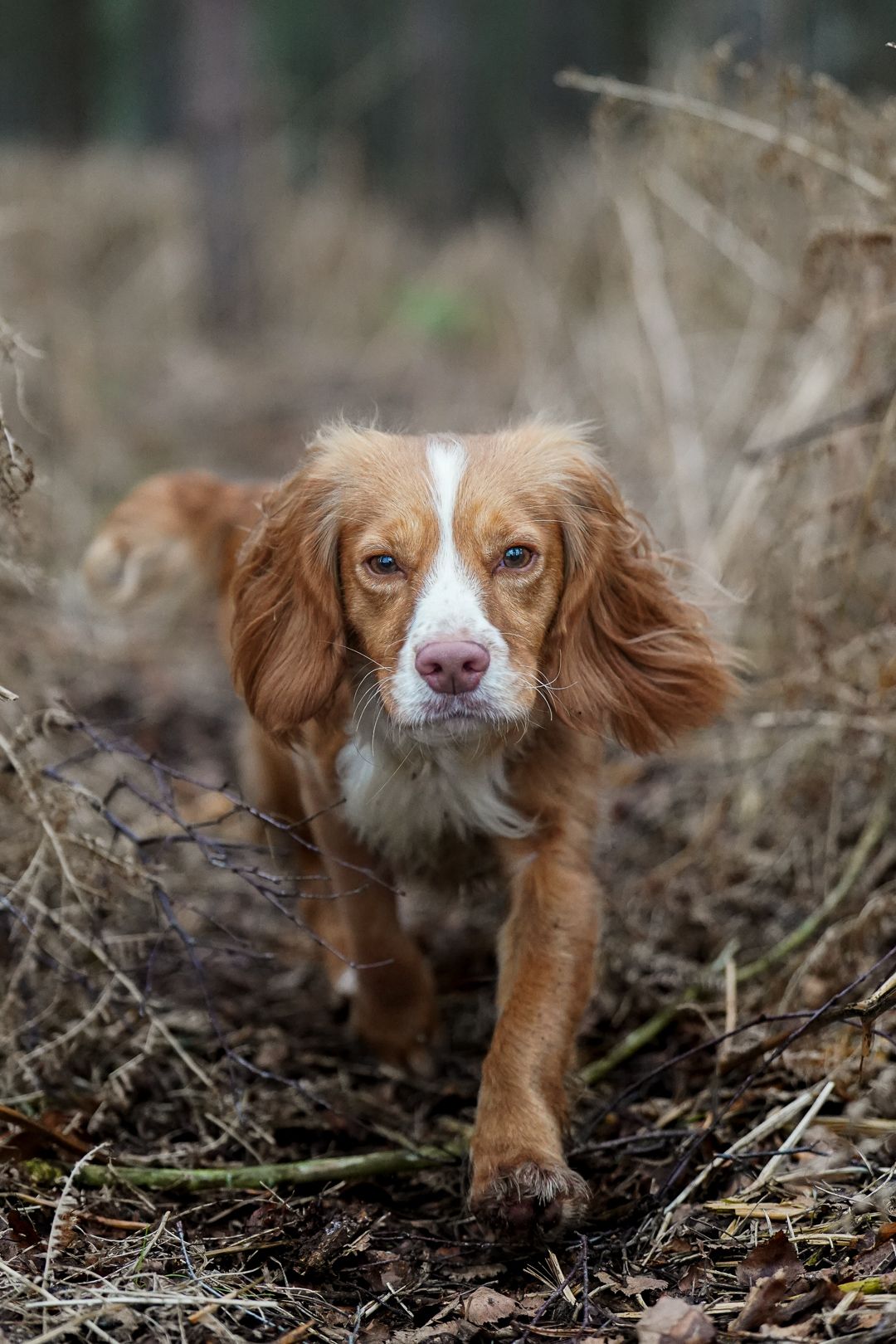 A golden and white Cocker Spaniel walks through dry woodland undergrowth toward the camera.