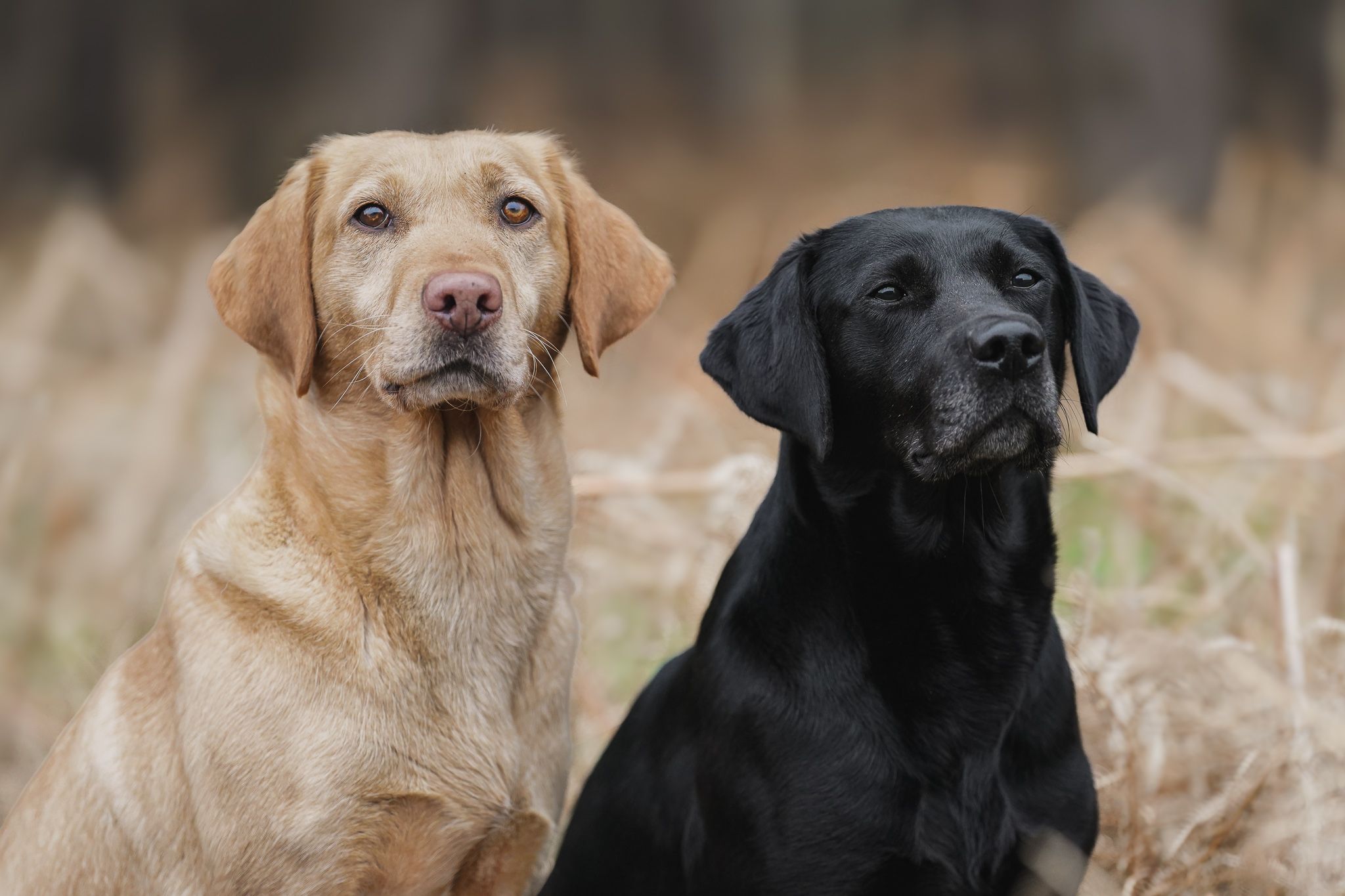 Two Labrador Retrievers, one yellow and one black, sitting together in a field of dry grass.