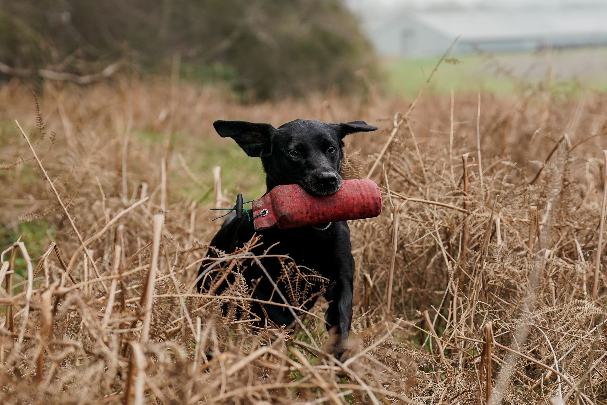 Black Labrador carrying a red dummy retriever through tall dry grass in a field.