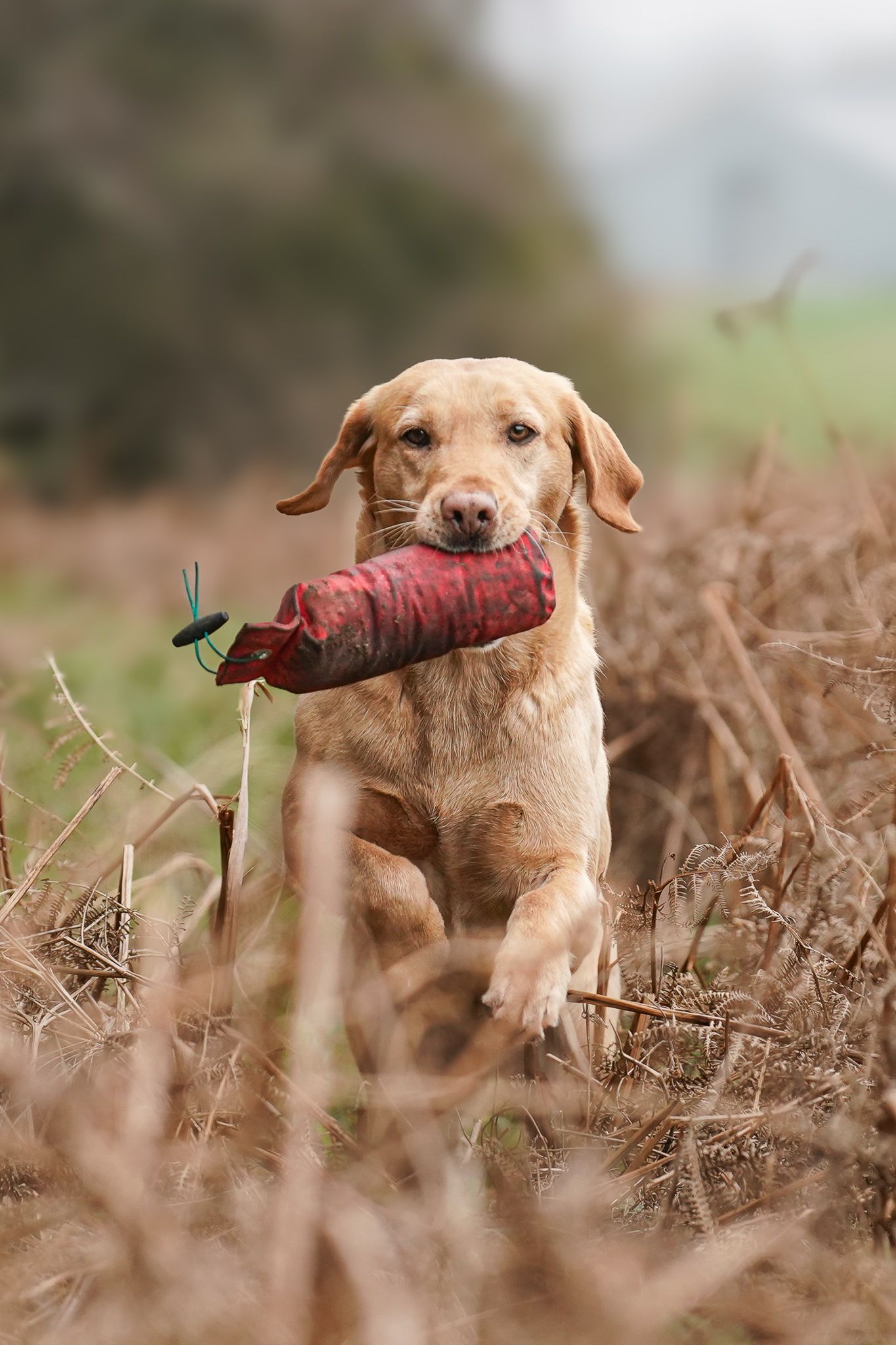 Yellow Labrador Retriever running through dry grass carrying a red training dummy in its mouth.