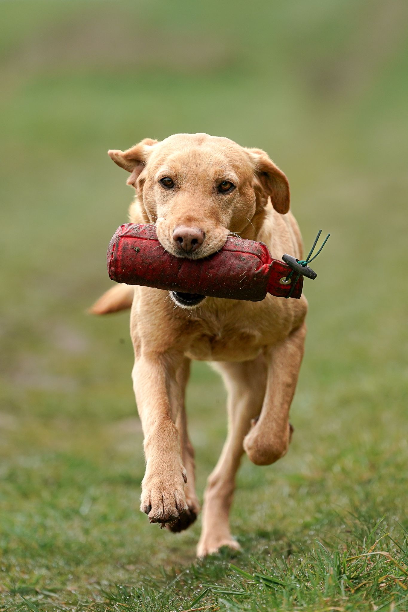 Yellow Labrador Retriever running across a green field while carrying a red training dummy in its mouth.