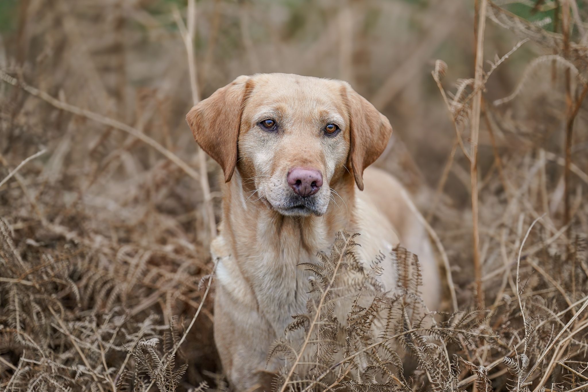 Yellow Labrador Retriever sitting among tall dry brown grass, looking directly at the camera.