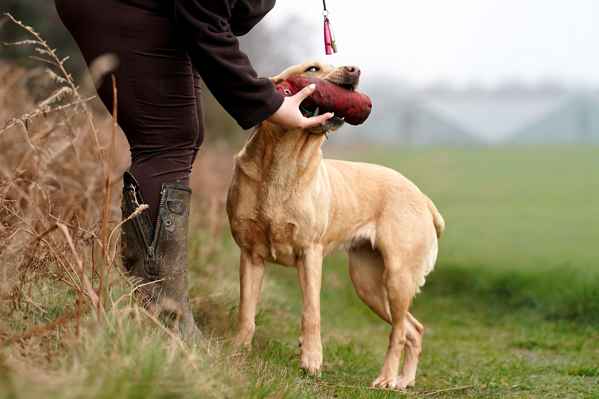 A golden Labrador dog retrieving a training dummy from a handler standing in a green grassy field.