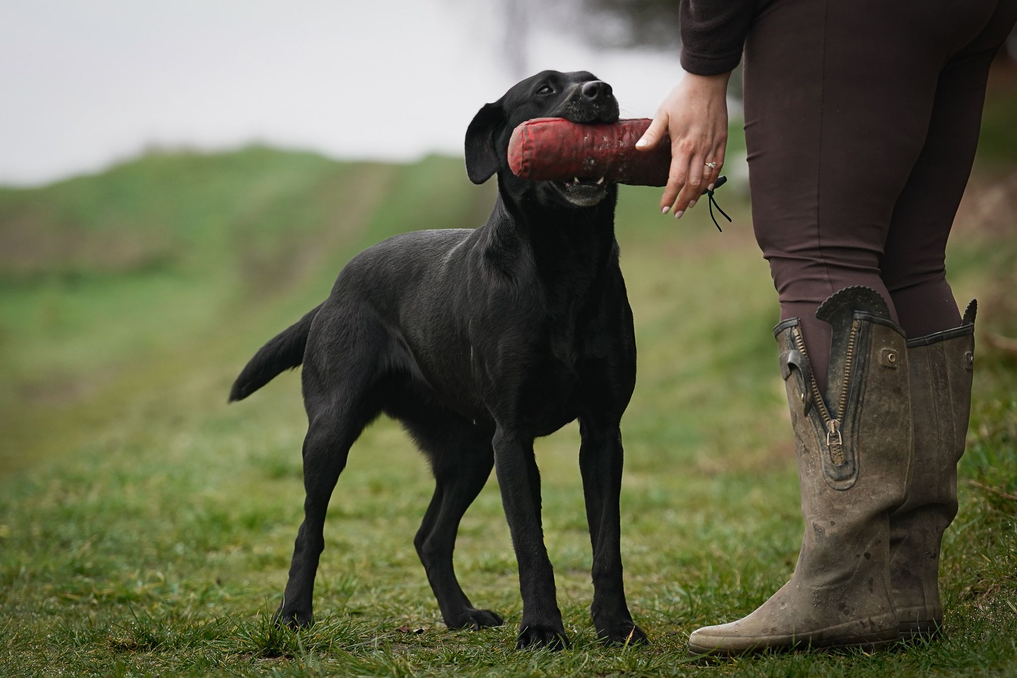 Black Labrador Retriever handing a red dummy to a person wearing brown boots on green grass.