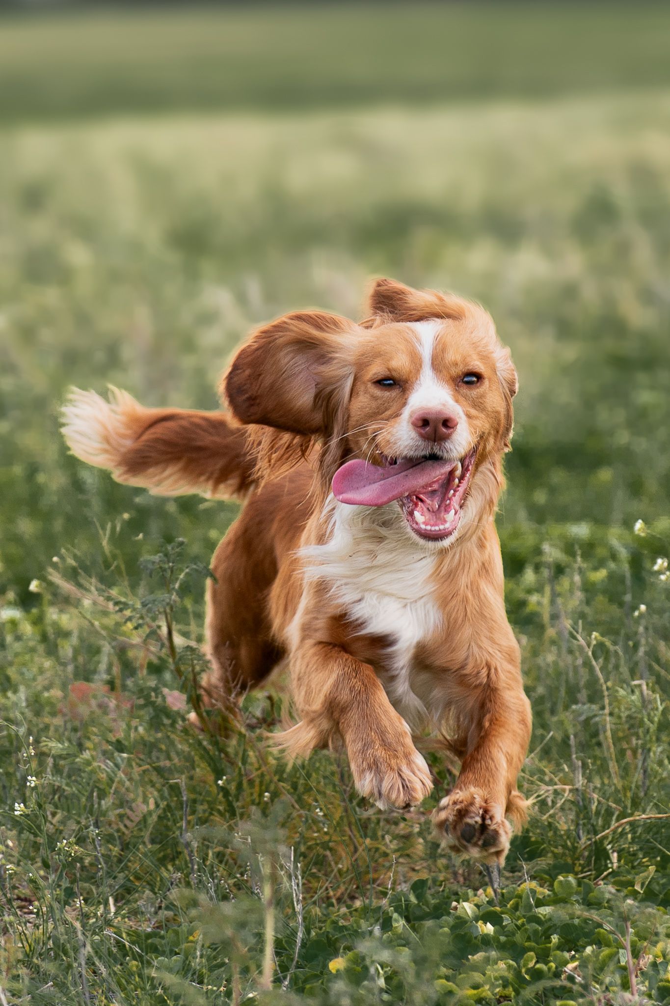 Golden Cocker Spaniel running joyfully through a green meadow with tongue out.