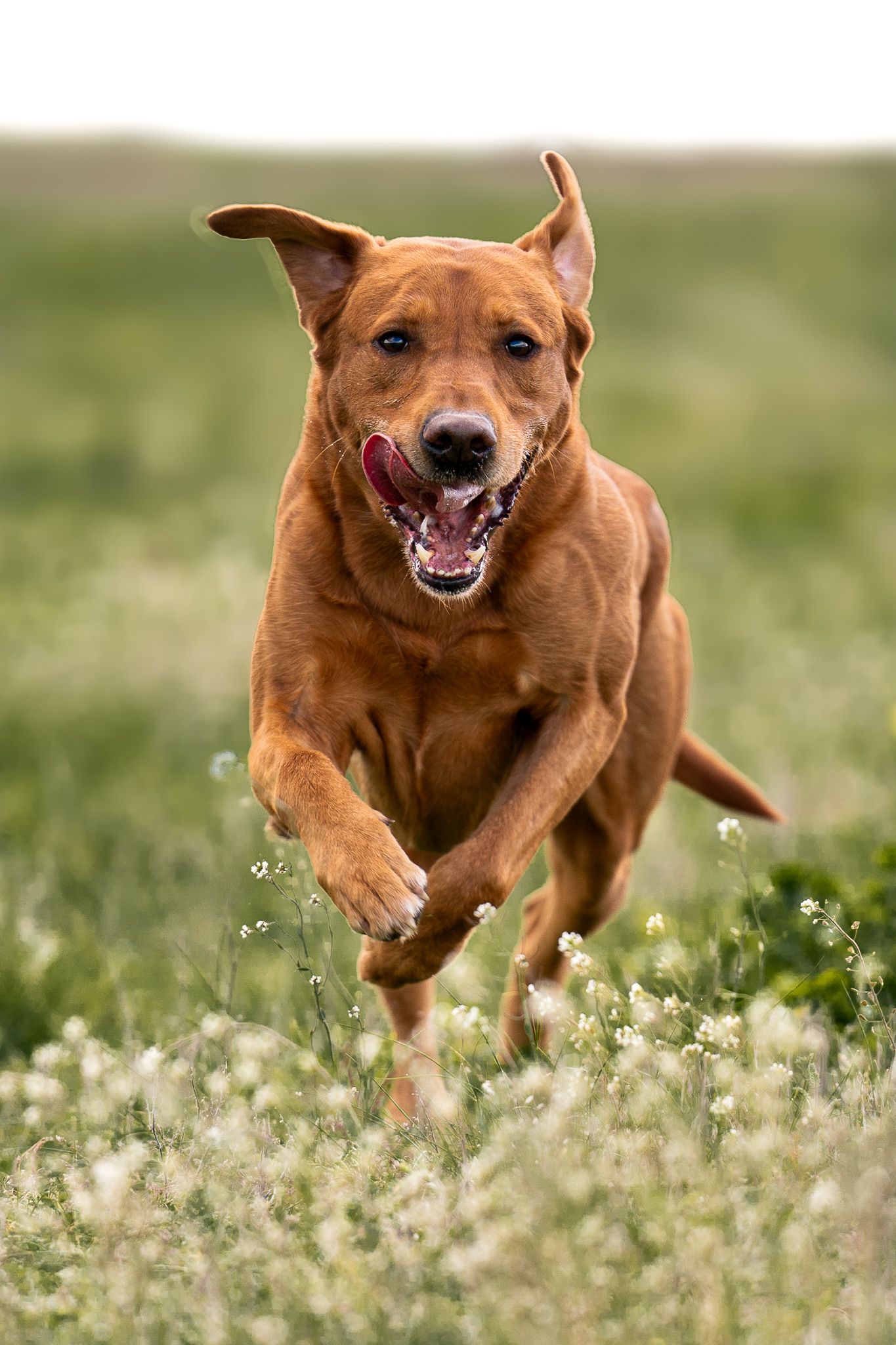 Fox red Labrador Retriever running through a field of white wildflowers with tongue out.