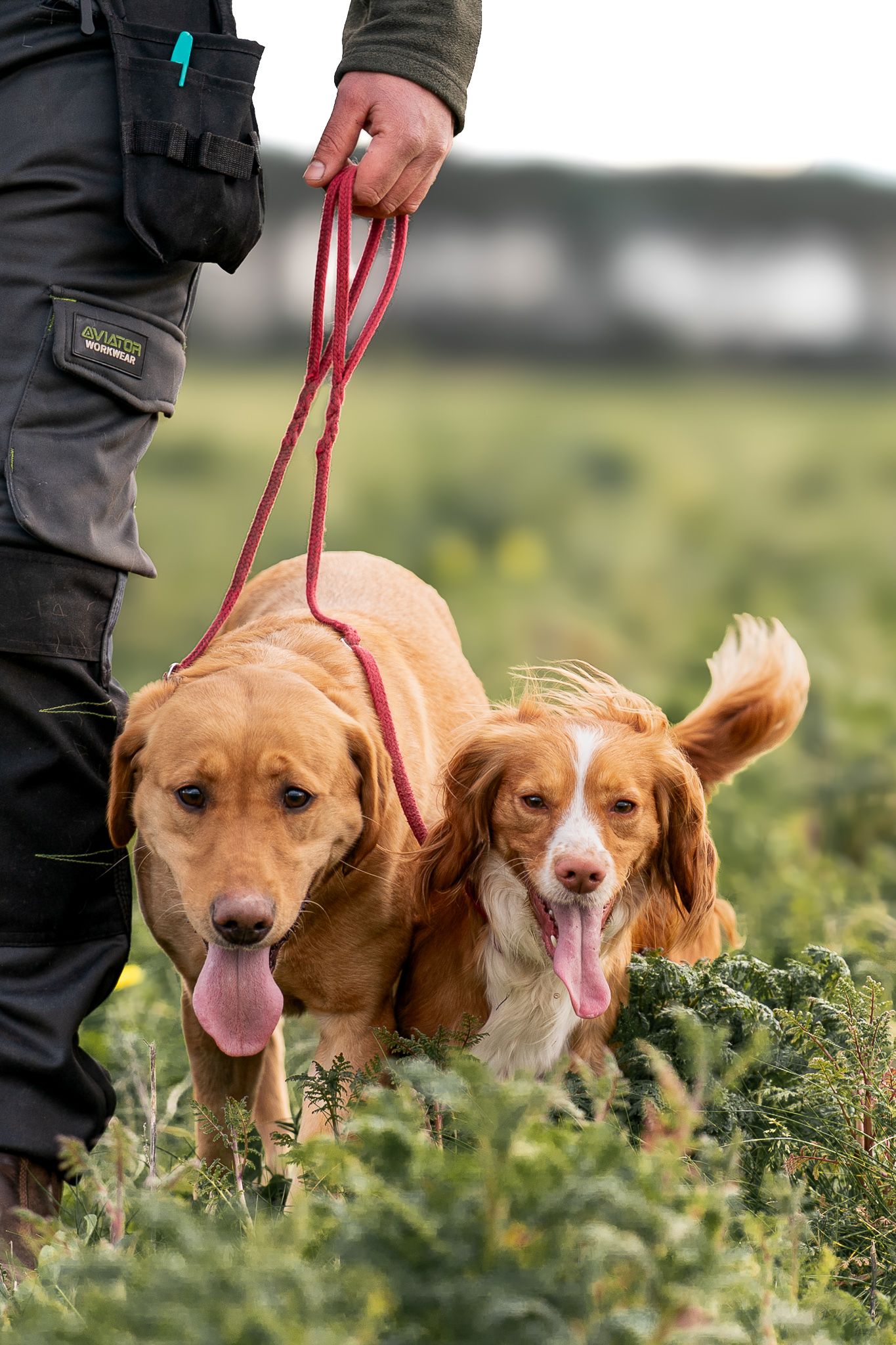 Handler walking two dogs on red leashes through lush green field during outdoor exercise.