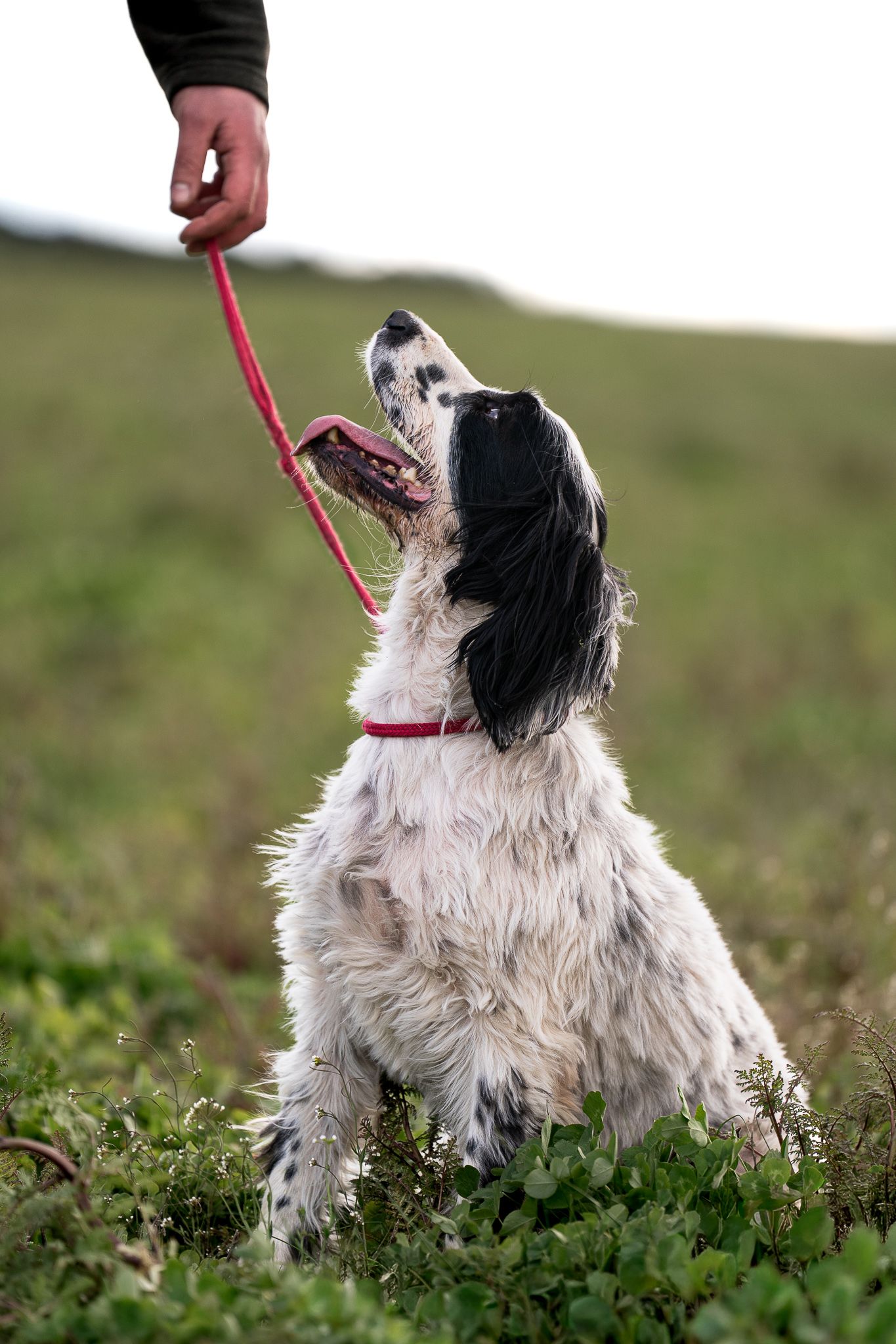 Black and white Spaniel sitting attentively on leash in green field during outdoor training session.