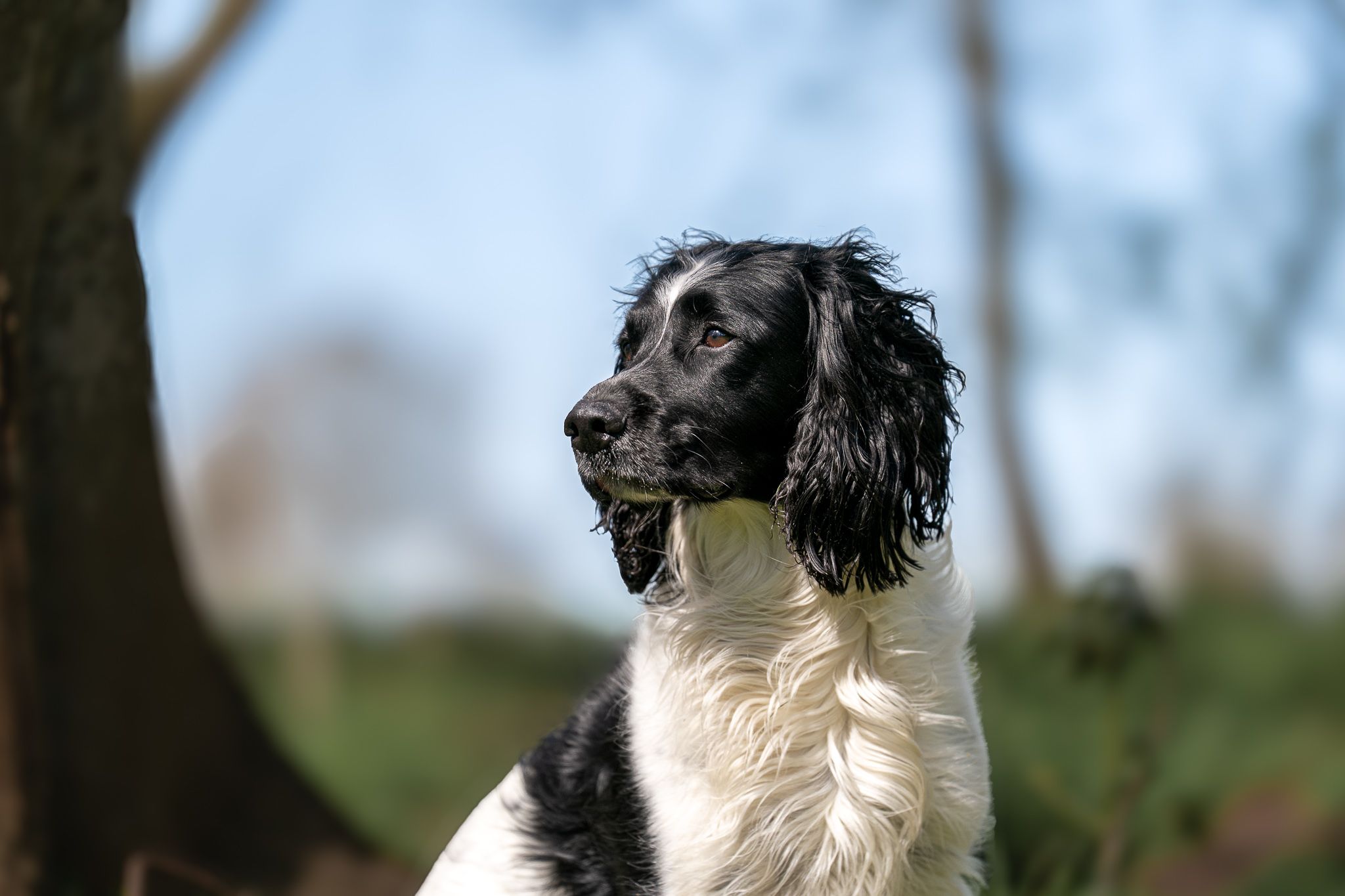 Black and white Springer Spaniel dog portrait sitting outdoors with blue sky background.