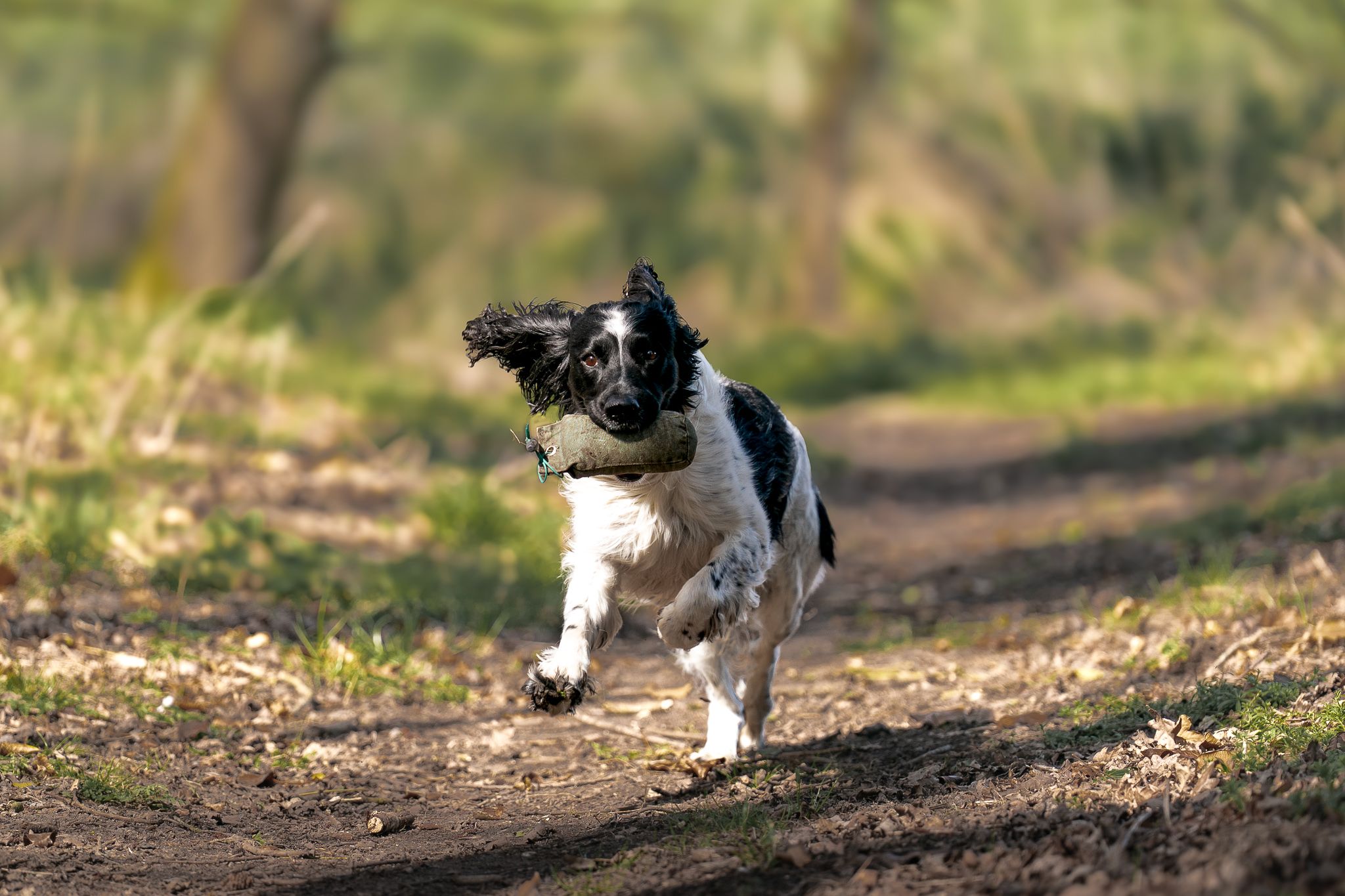 Black and white Springer Spaniel puppy running energetically along a dirt path outdoors.