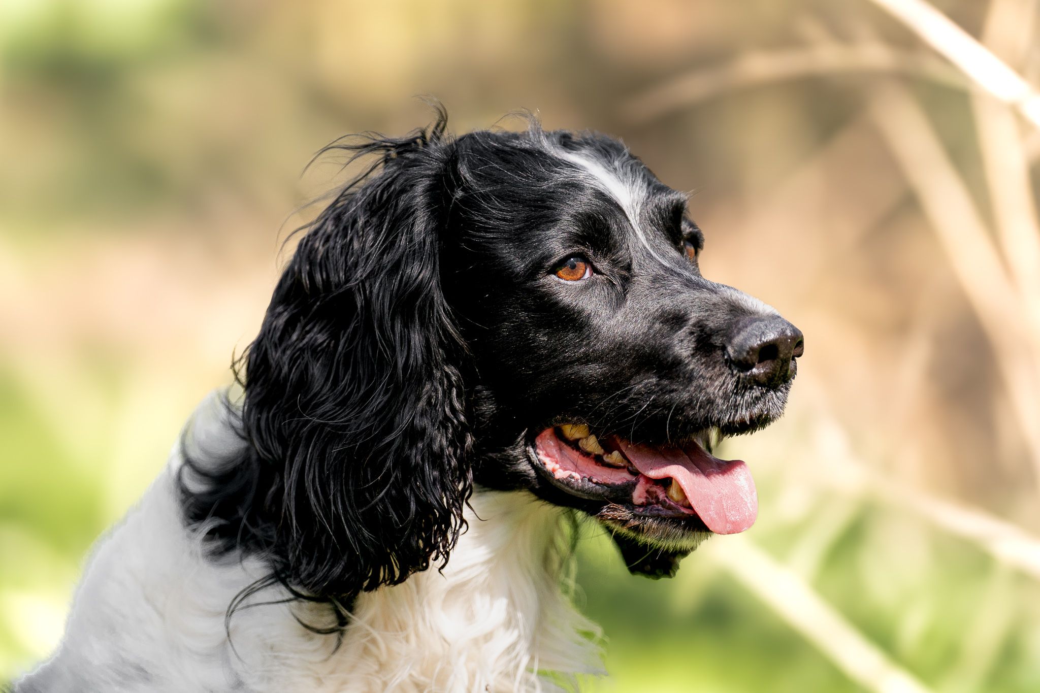 Black and white Springer Spaniel dog panting with tongue out in a natural outdoor setting.