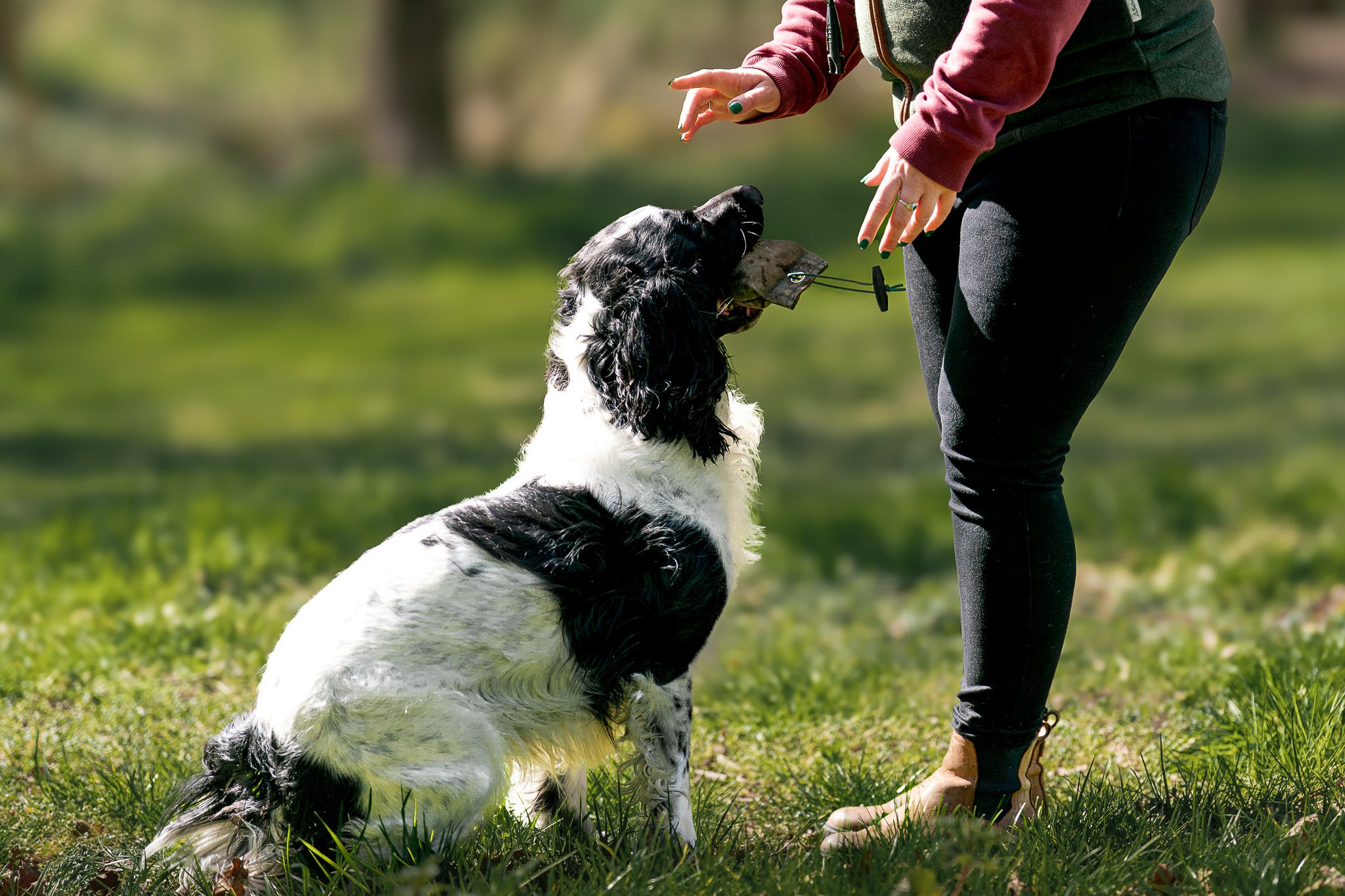 Black and white Springer Spaniel sitting attentively during obedience training session in sunny park.