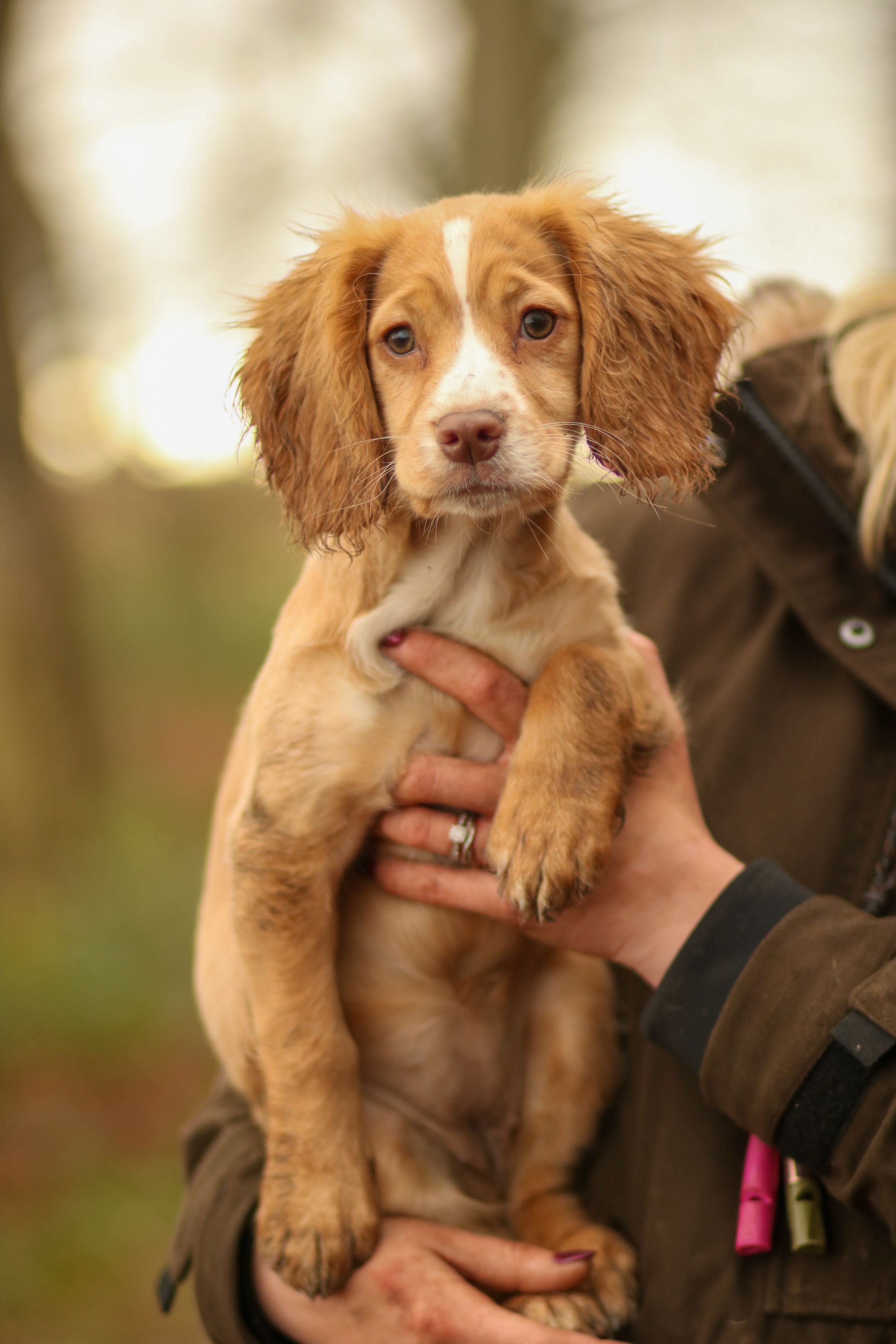 Cocker Spaniel puppy being held in a persons arms outdoors.