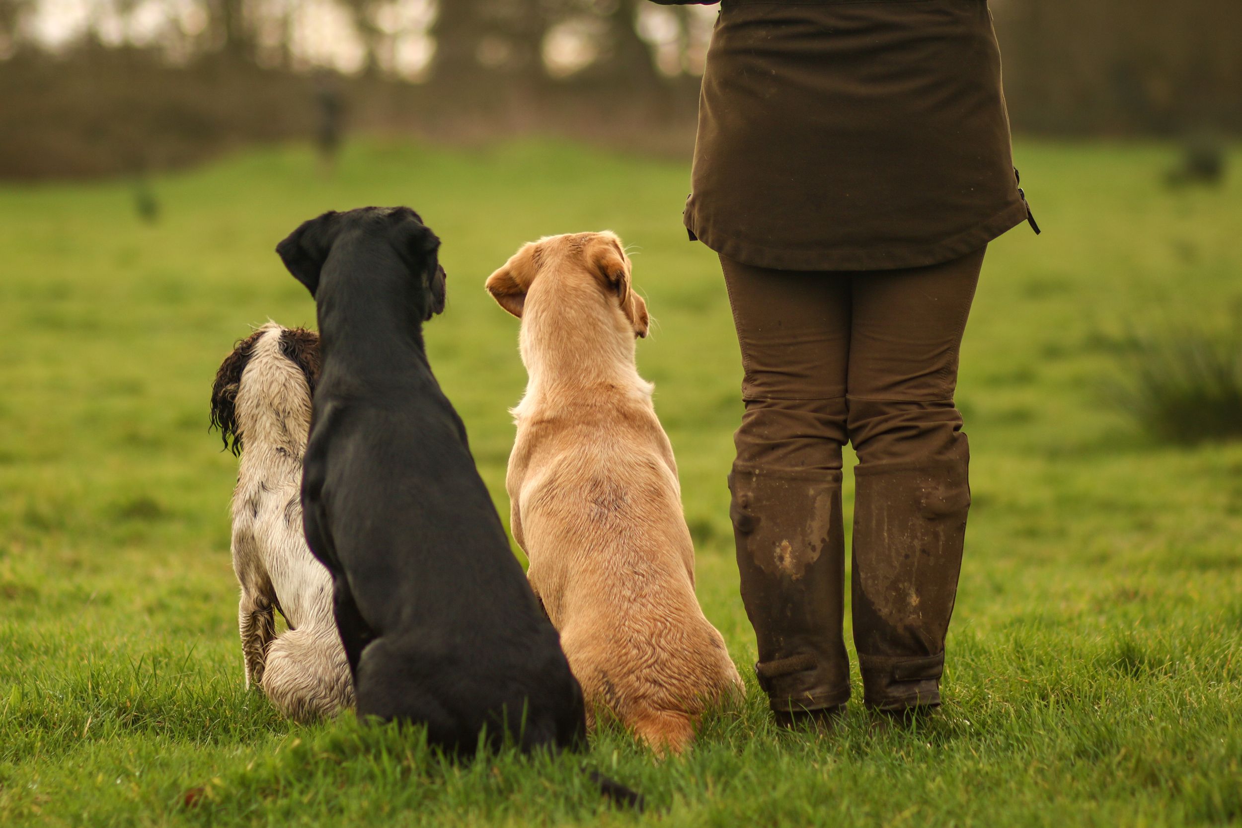 3 dogs sitting obediently at their owners feet in a field.