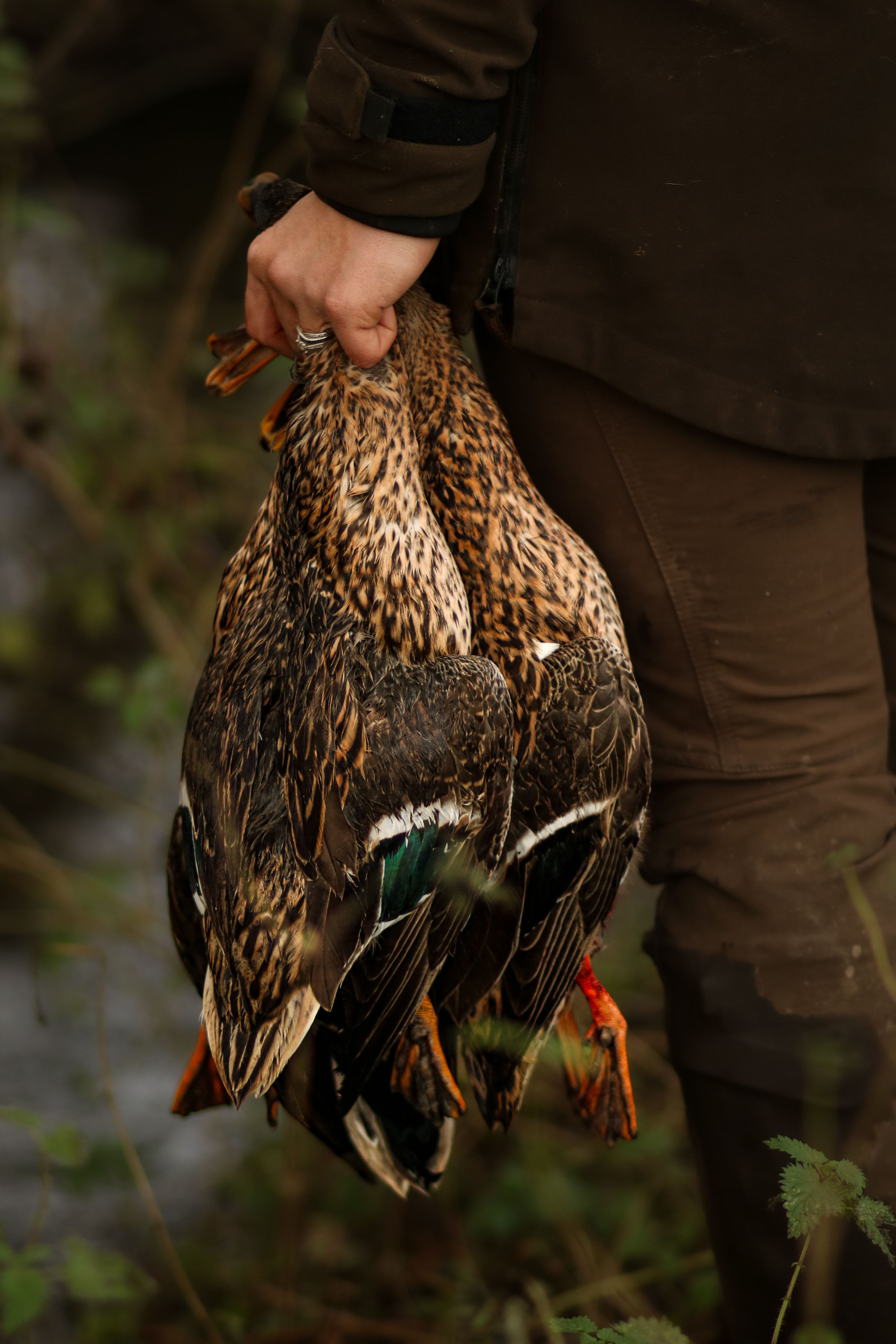A hunter holding two freshly shot mallard ducks by their feet after a successful waterfowl hunt.