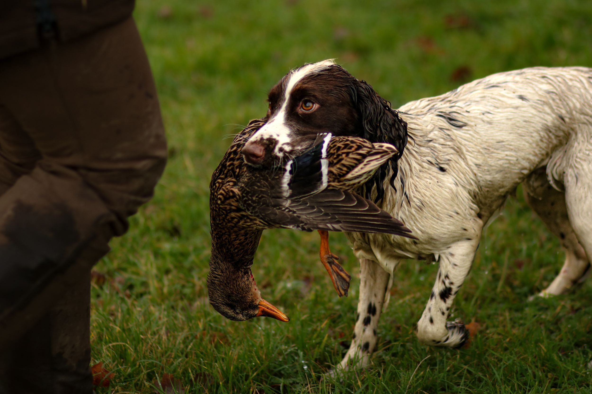 A Springer Spaniel gun dog retrieving a mallard duck and carrying it towards its handler on grass.